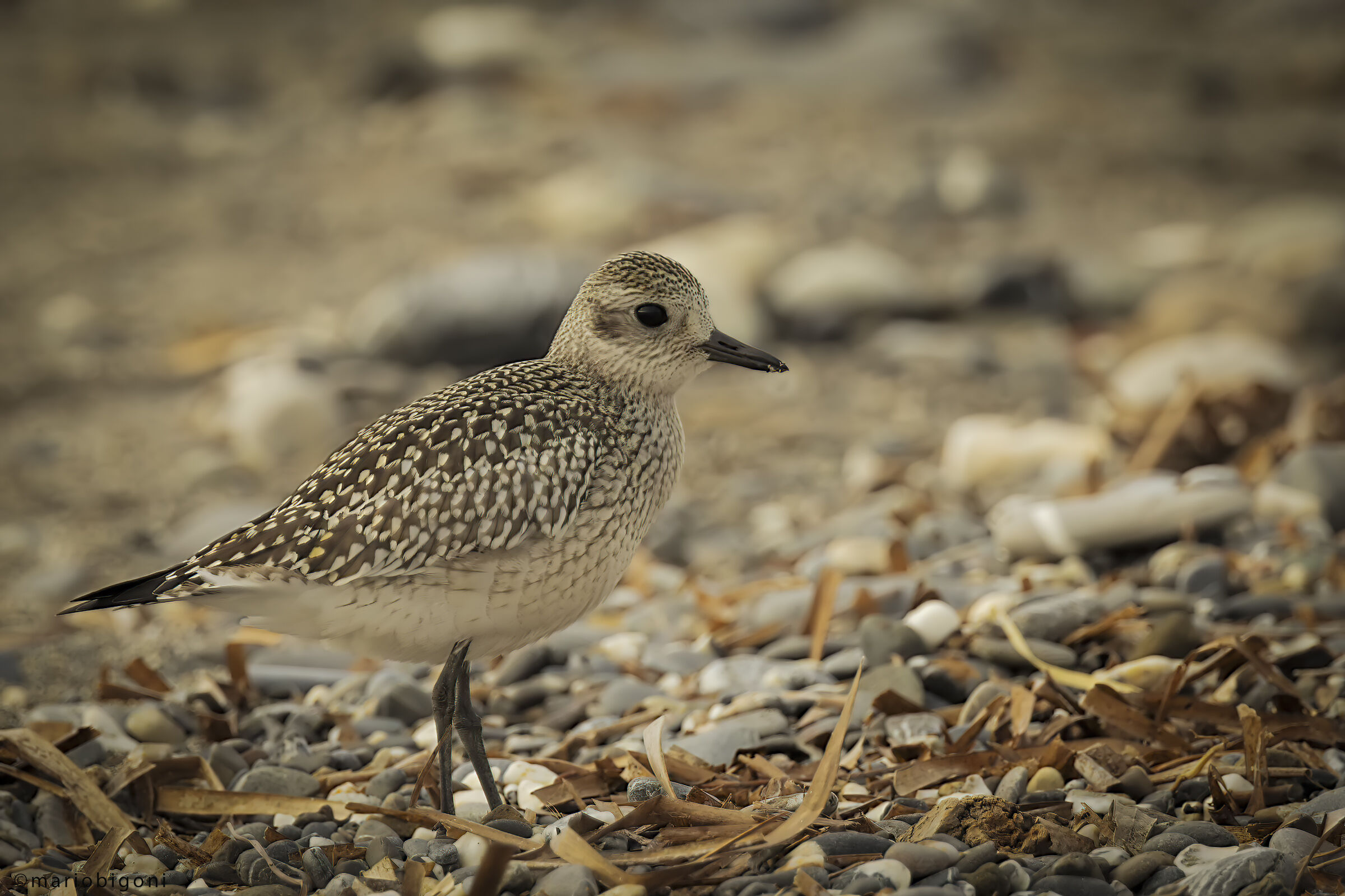 Grey plover
