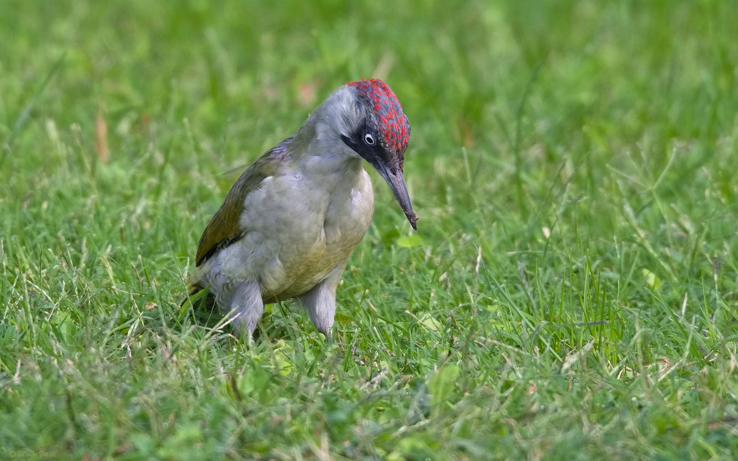 Green Woodpecker (F)