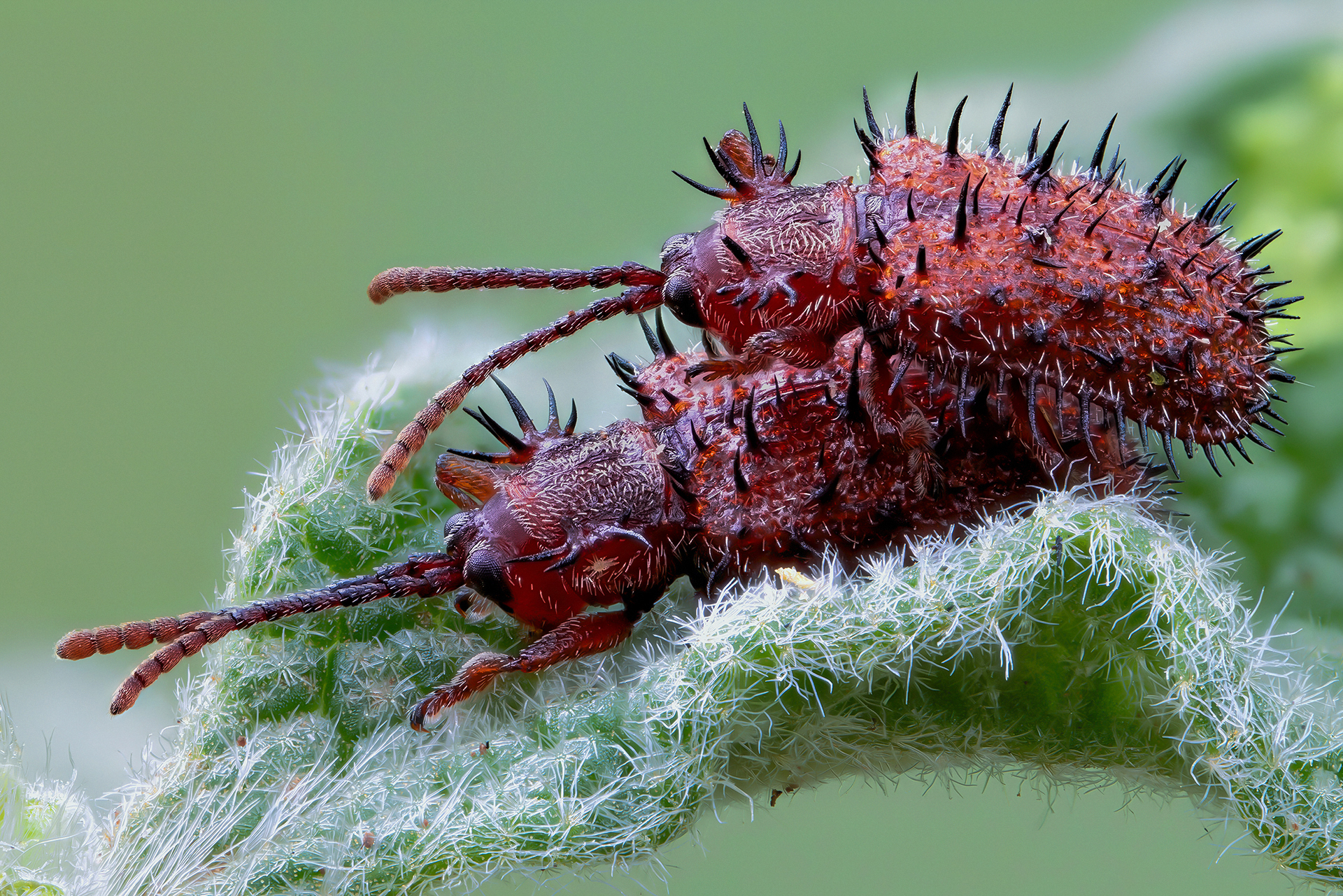 My wife, I want a divorce!