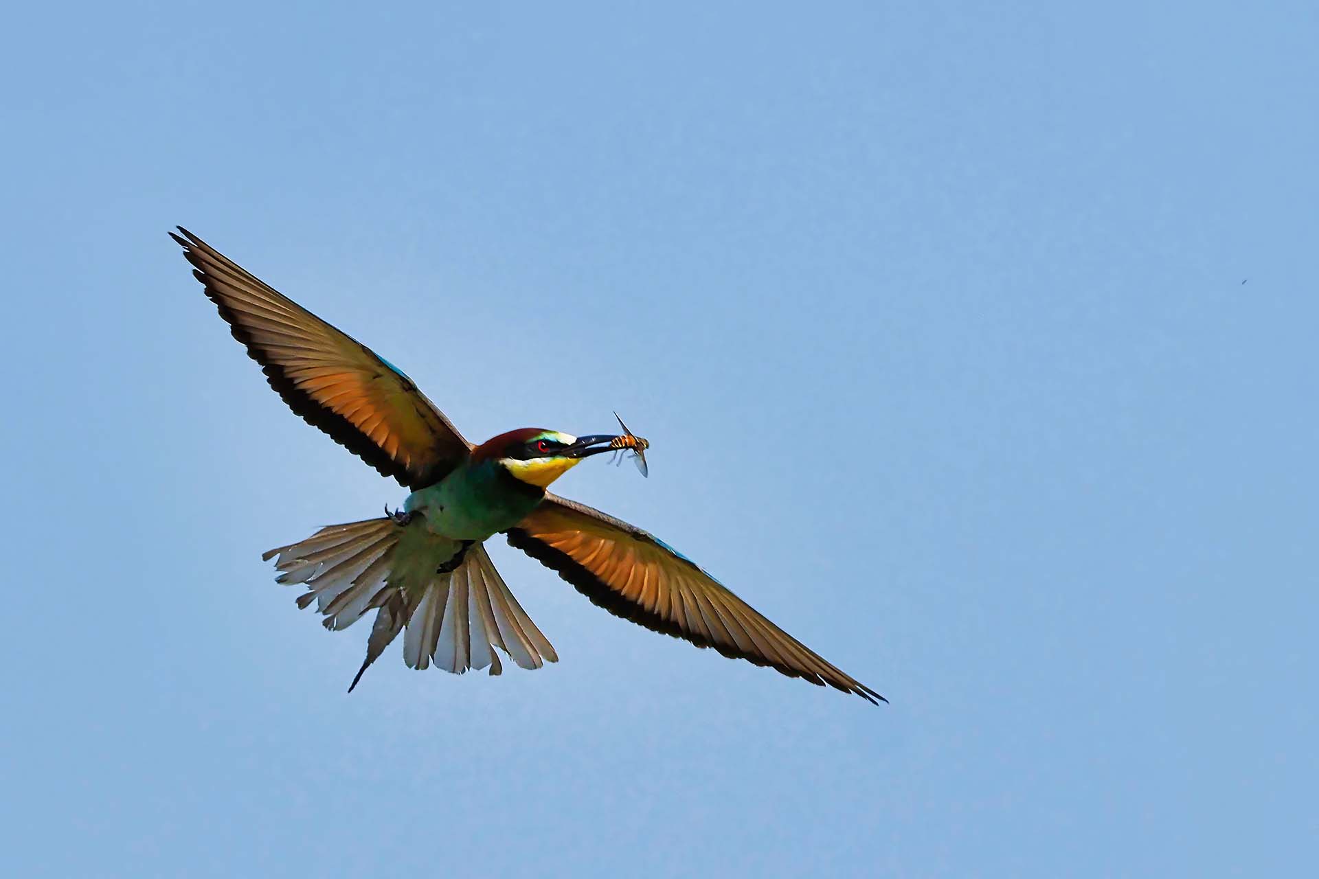 Bee-eater
