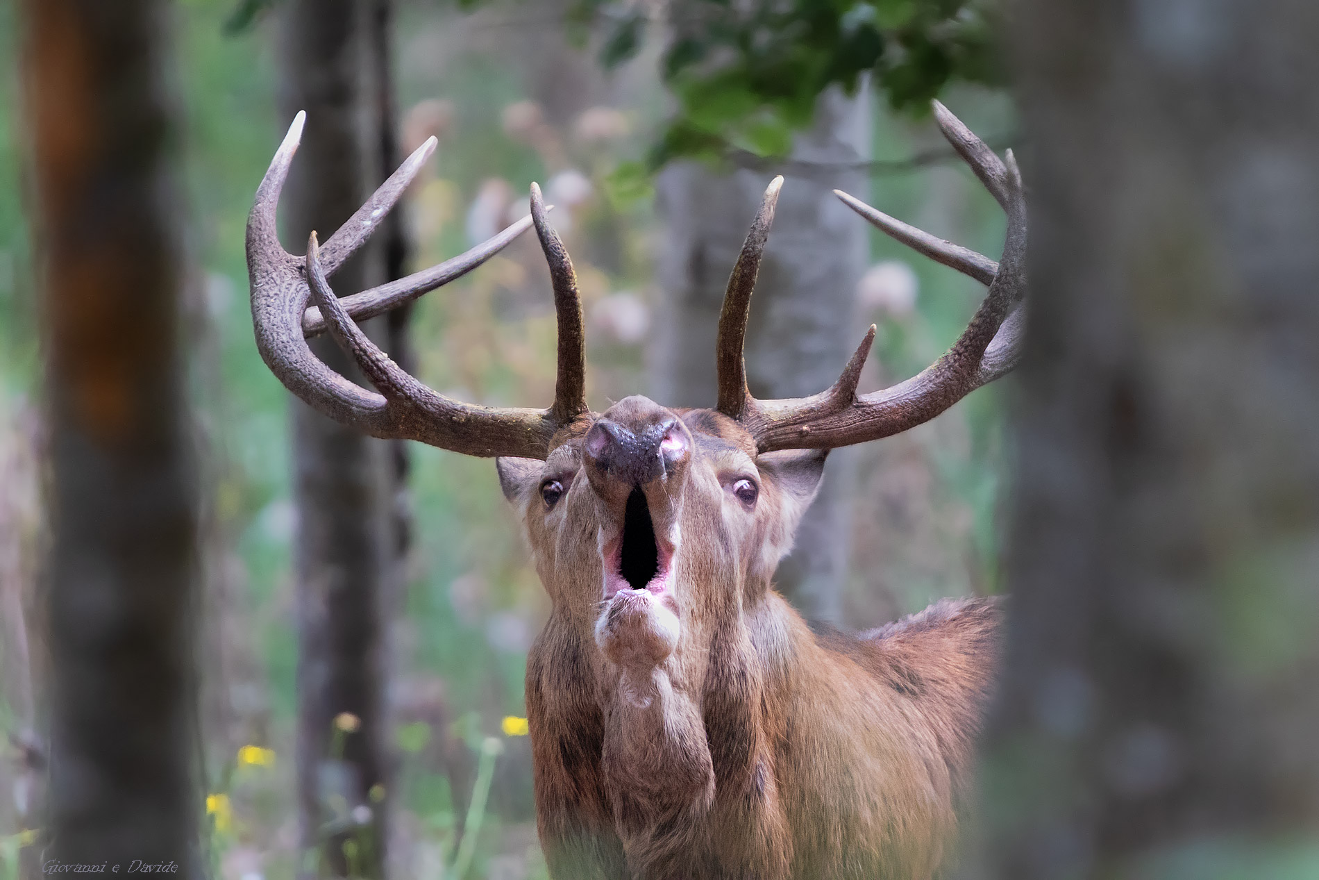 ... Powerful recall...