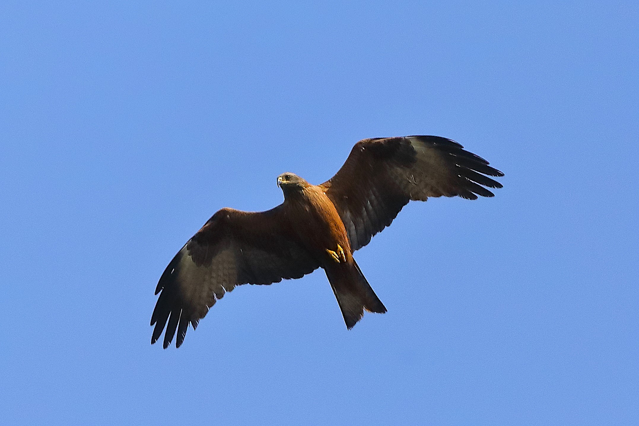 Nibbio bruno 30 aprile 2024 - 0063