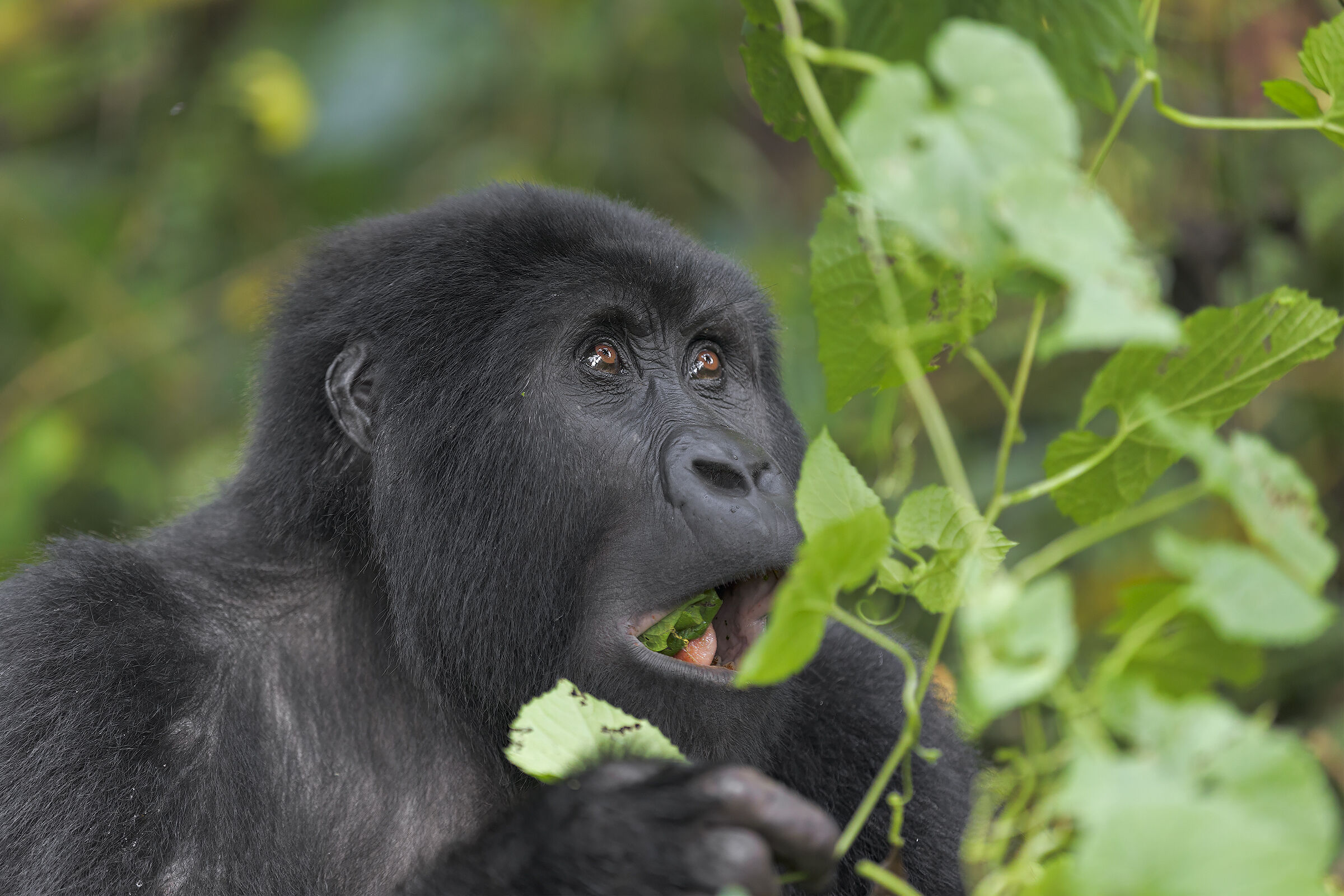 Gorilla femmina in alimentazione