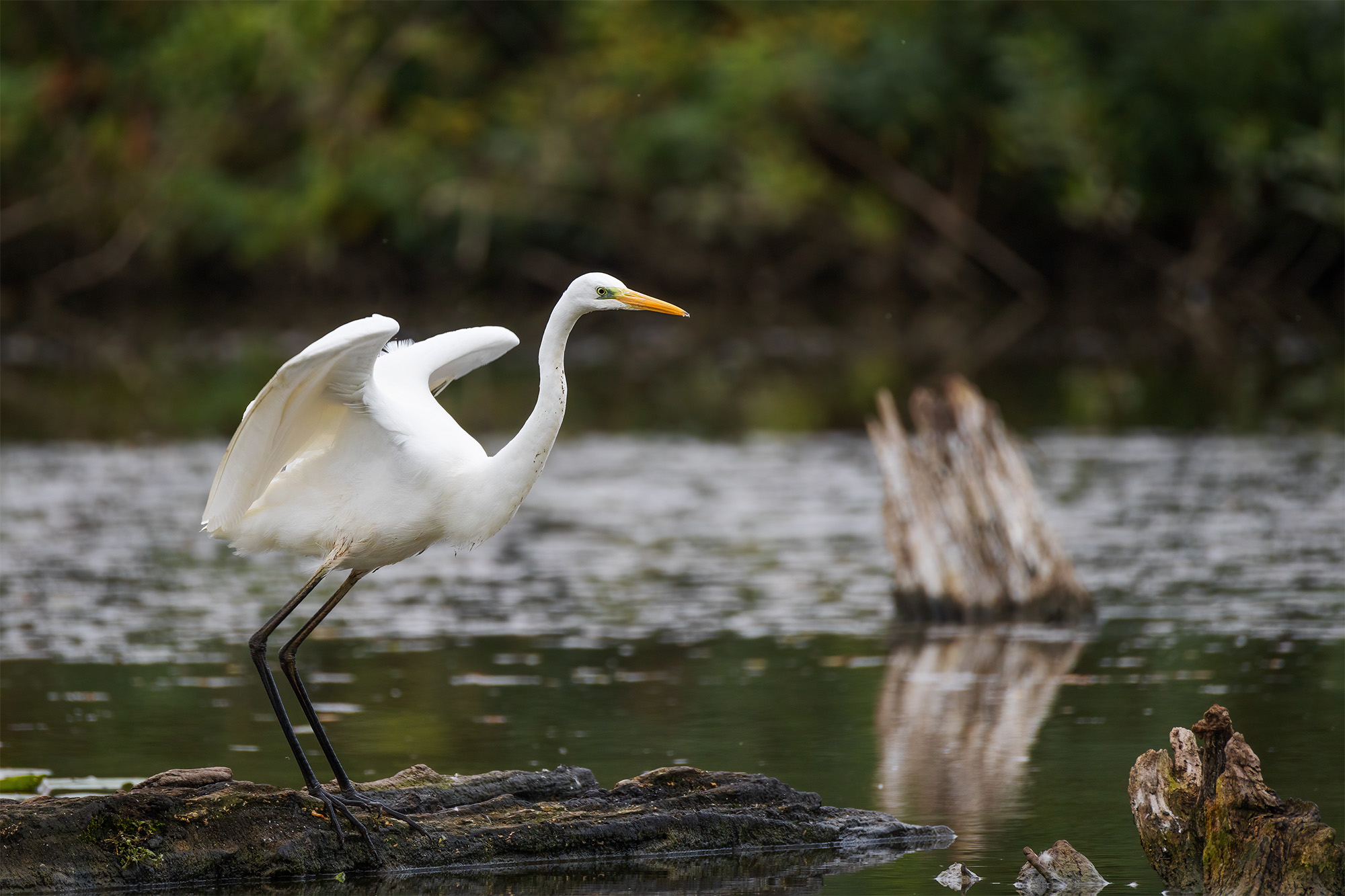 Great Egret