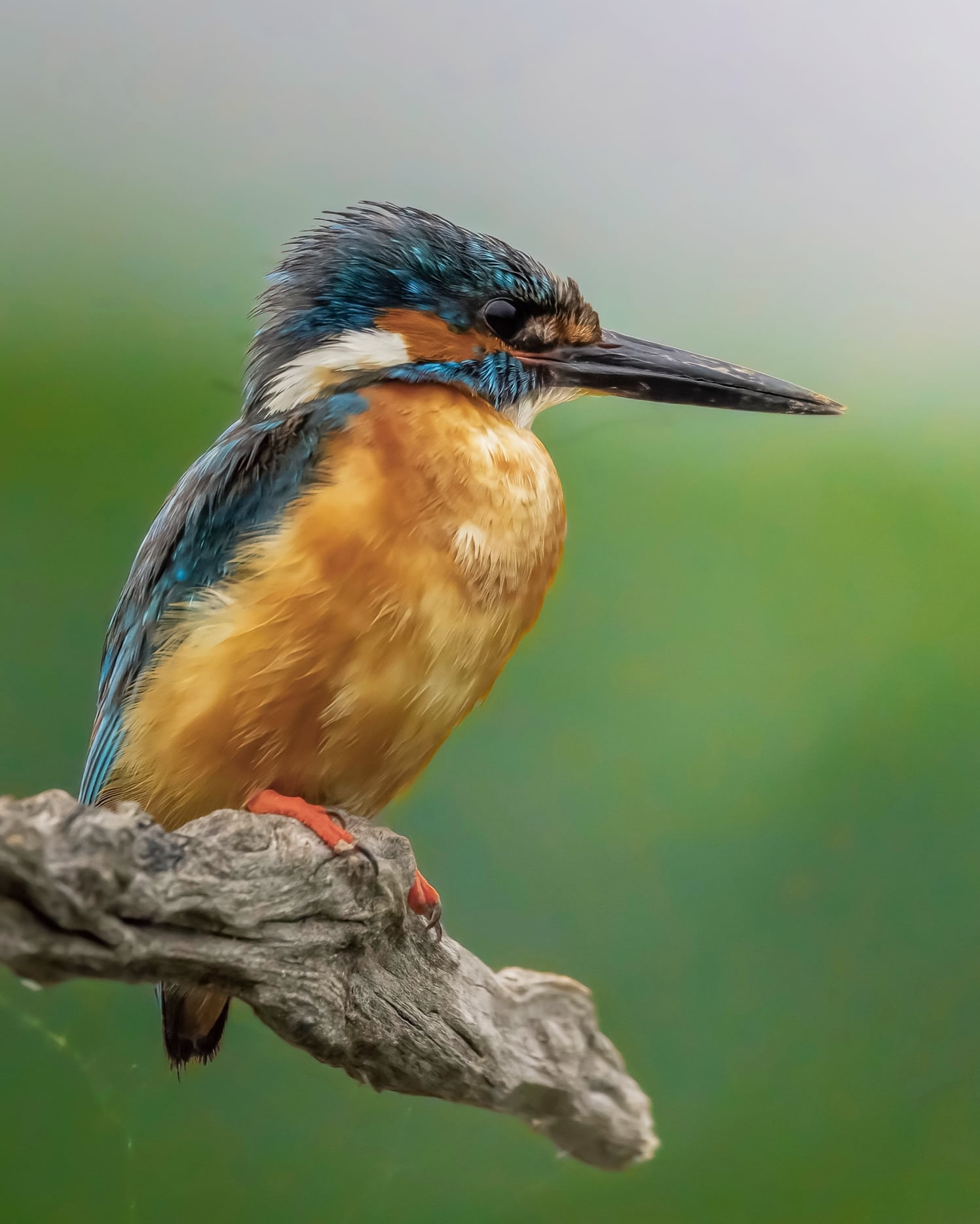 Kingfisher