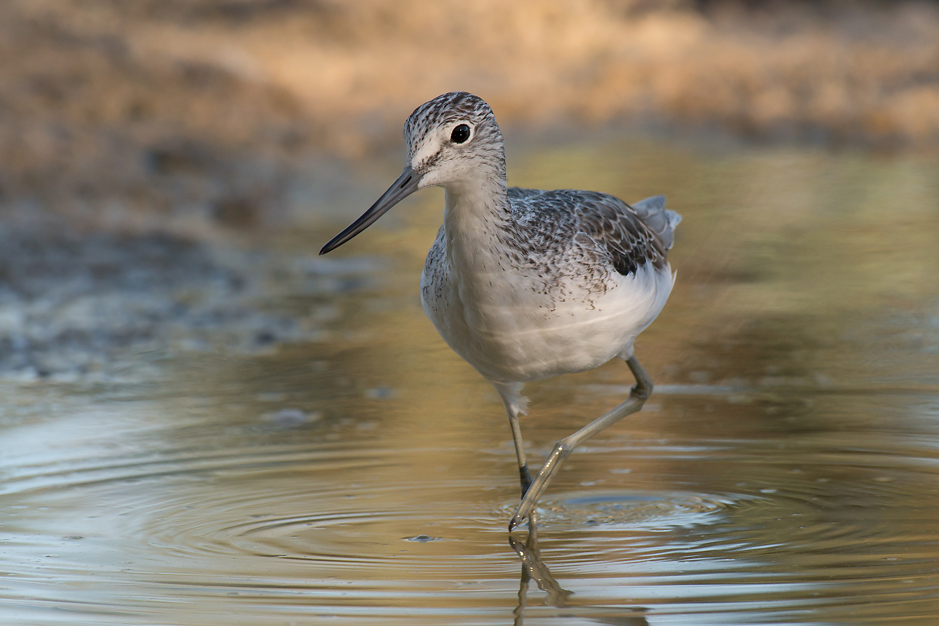Greenshank