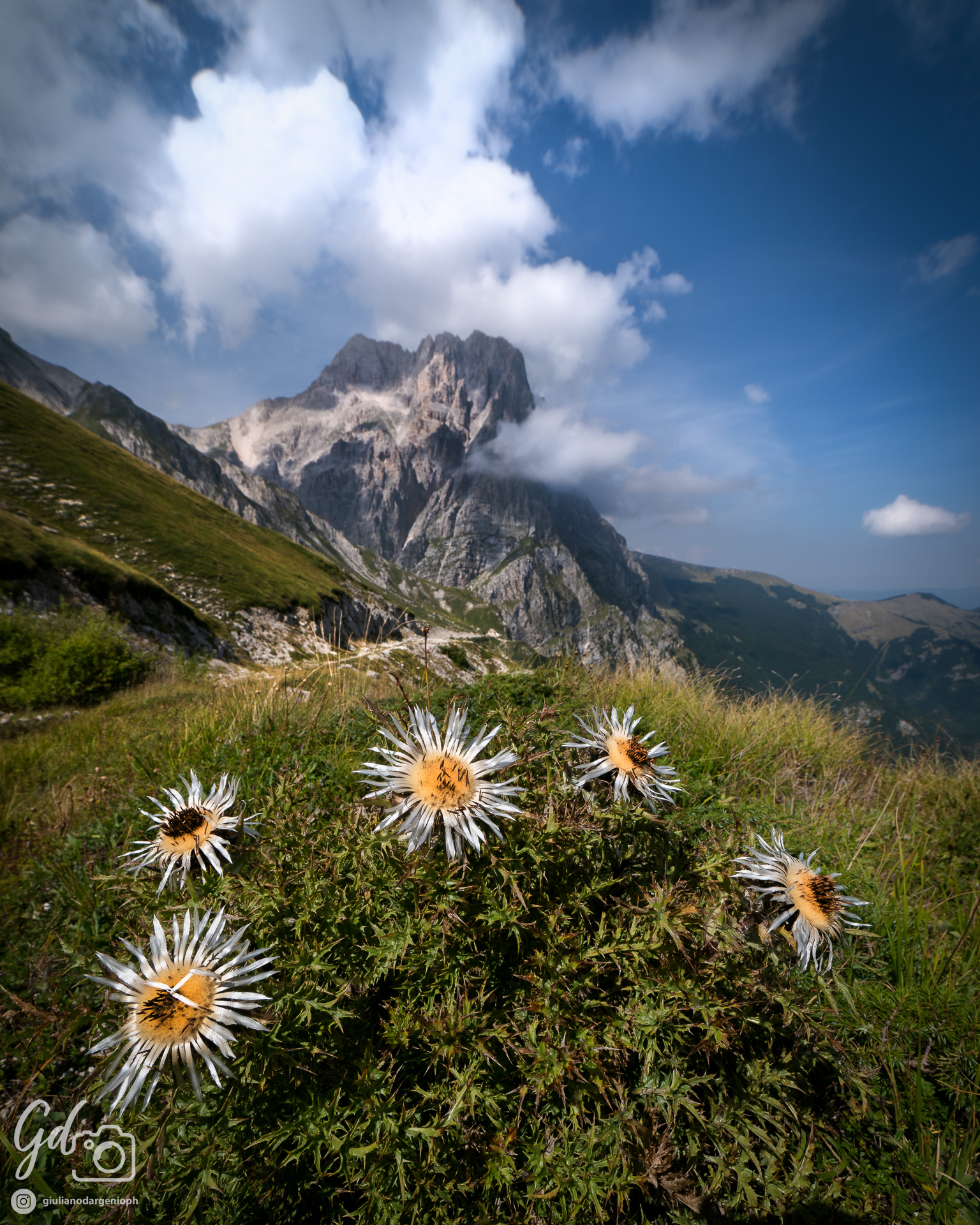 Cardo mariano e Corno Grande tra le nuvole