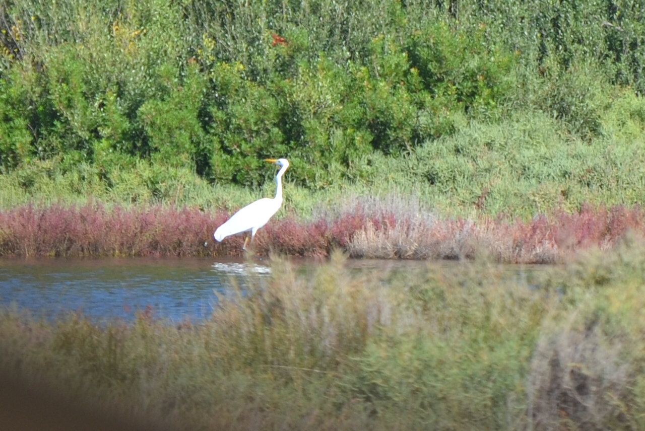Varano Lake Marsh