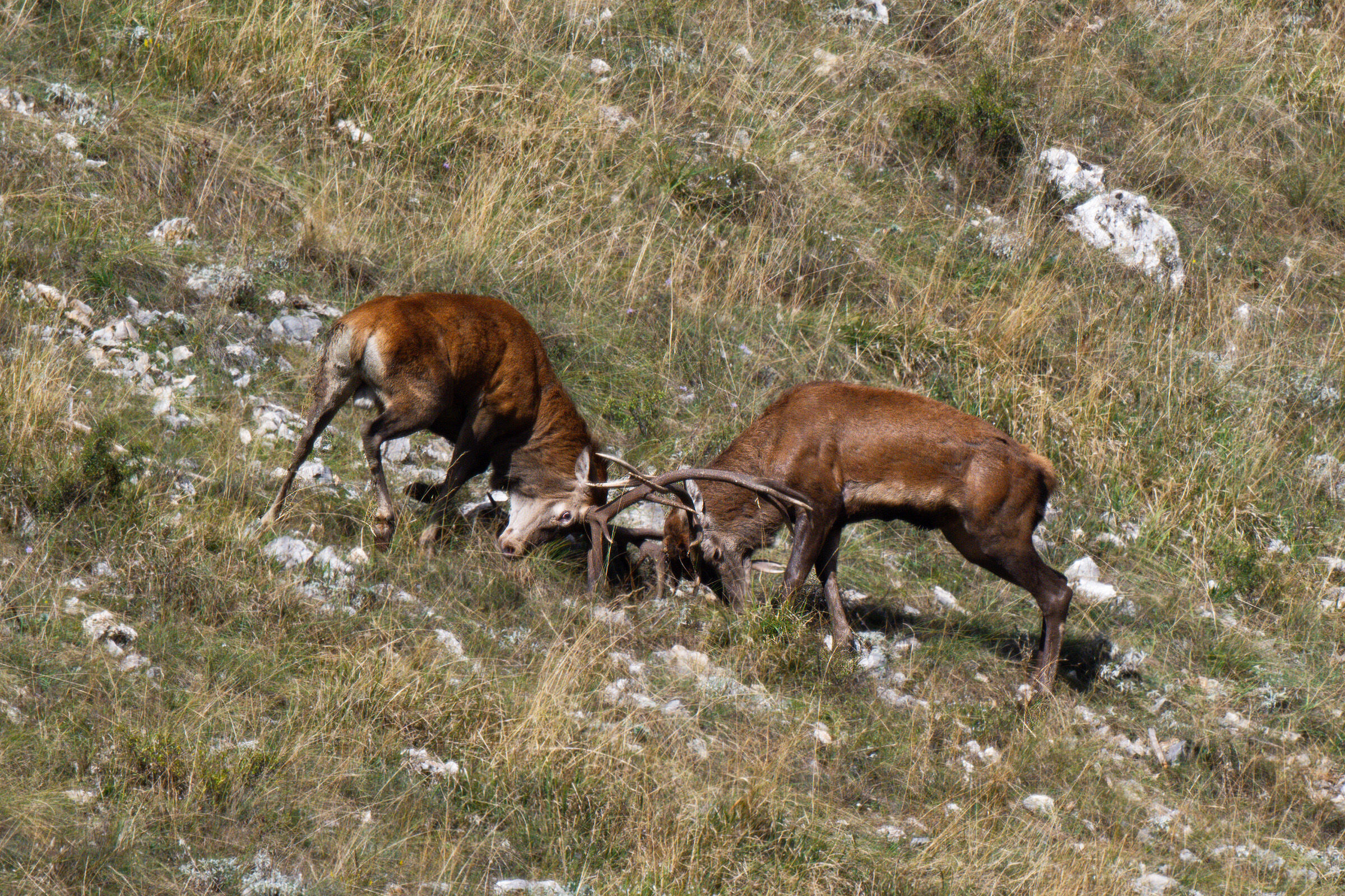 Fight between dominant deer