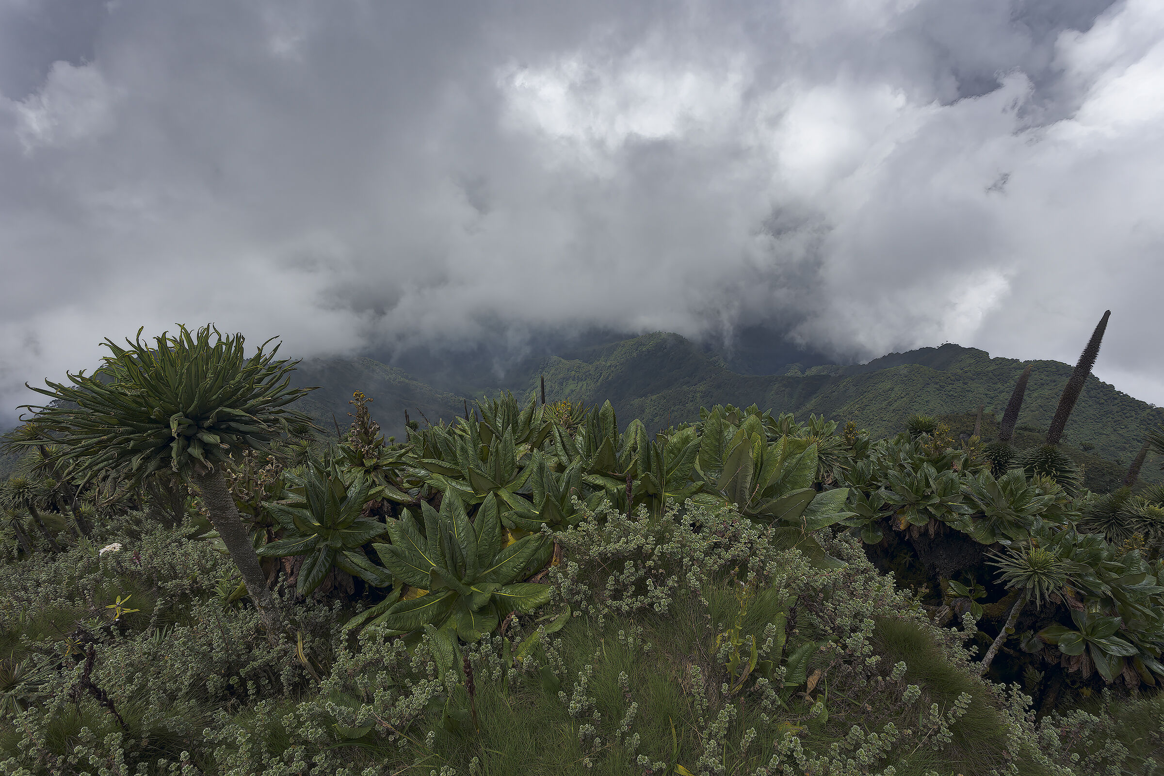 Flora alpina centro africana