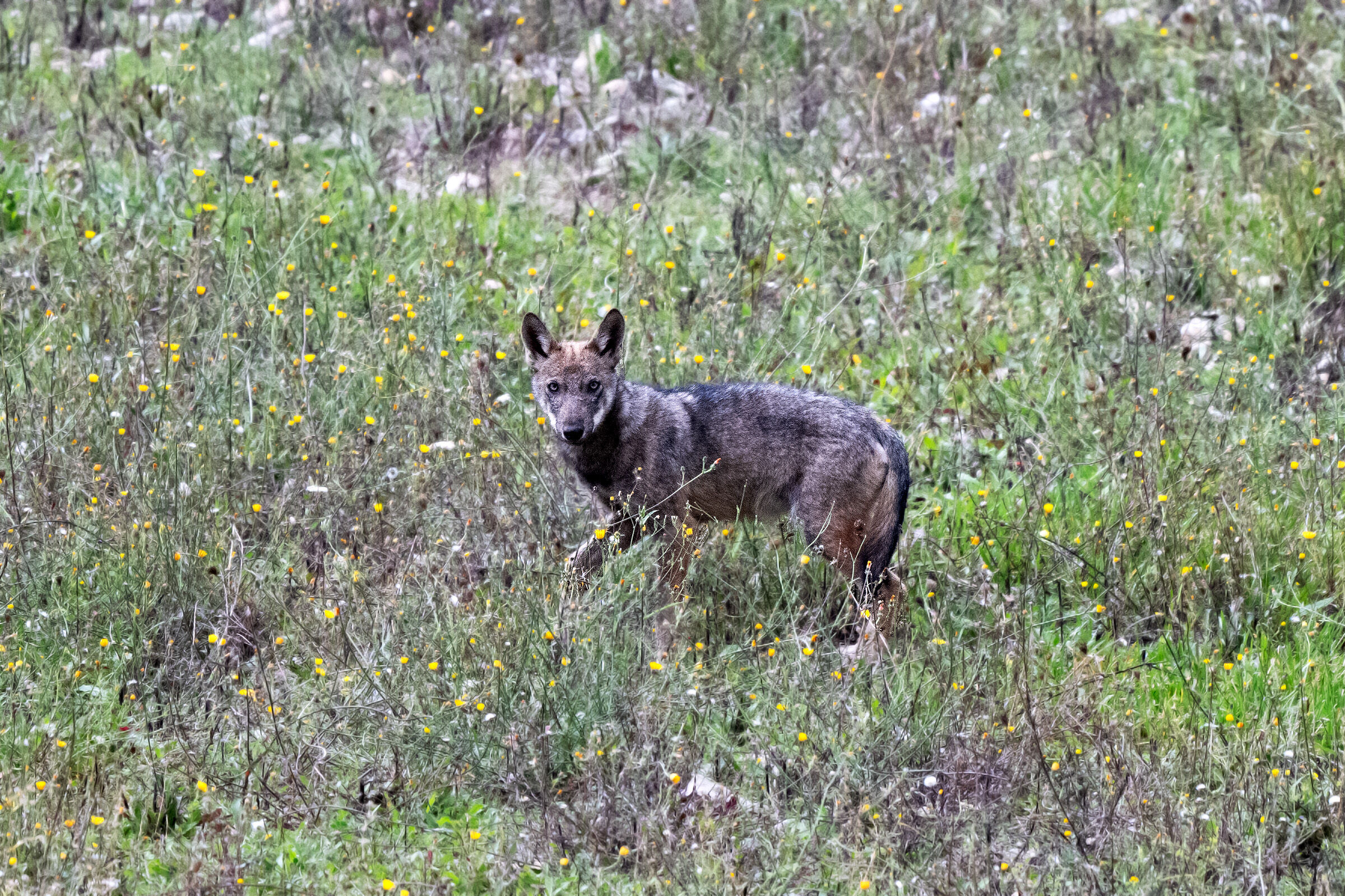 Young Apennine wolf