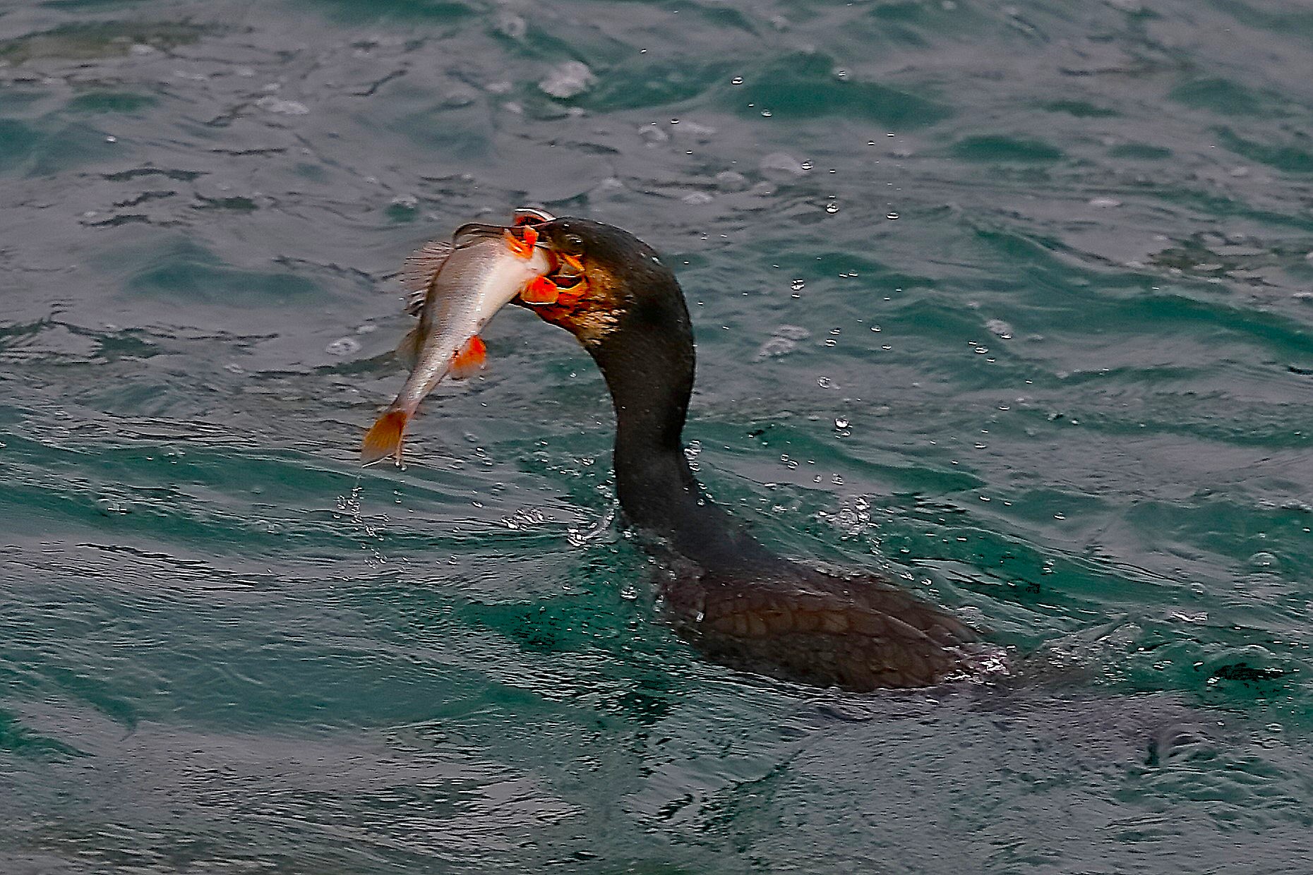 Cormorant 01 October 2024 - 0112