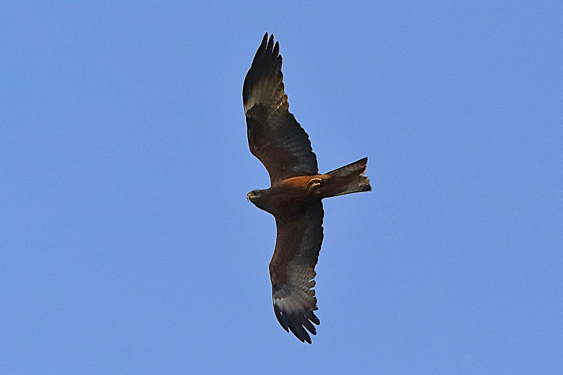 Nibbio bruno 30 aprile 2024 - 0066