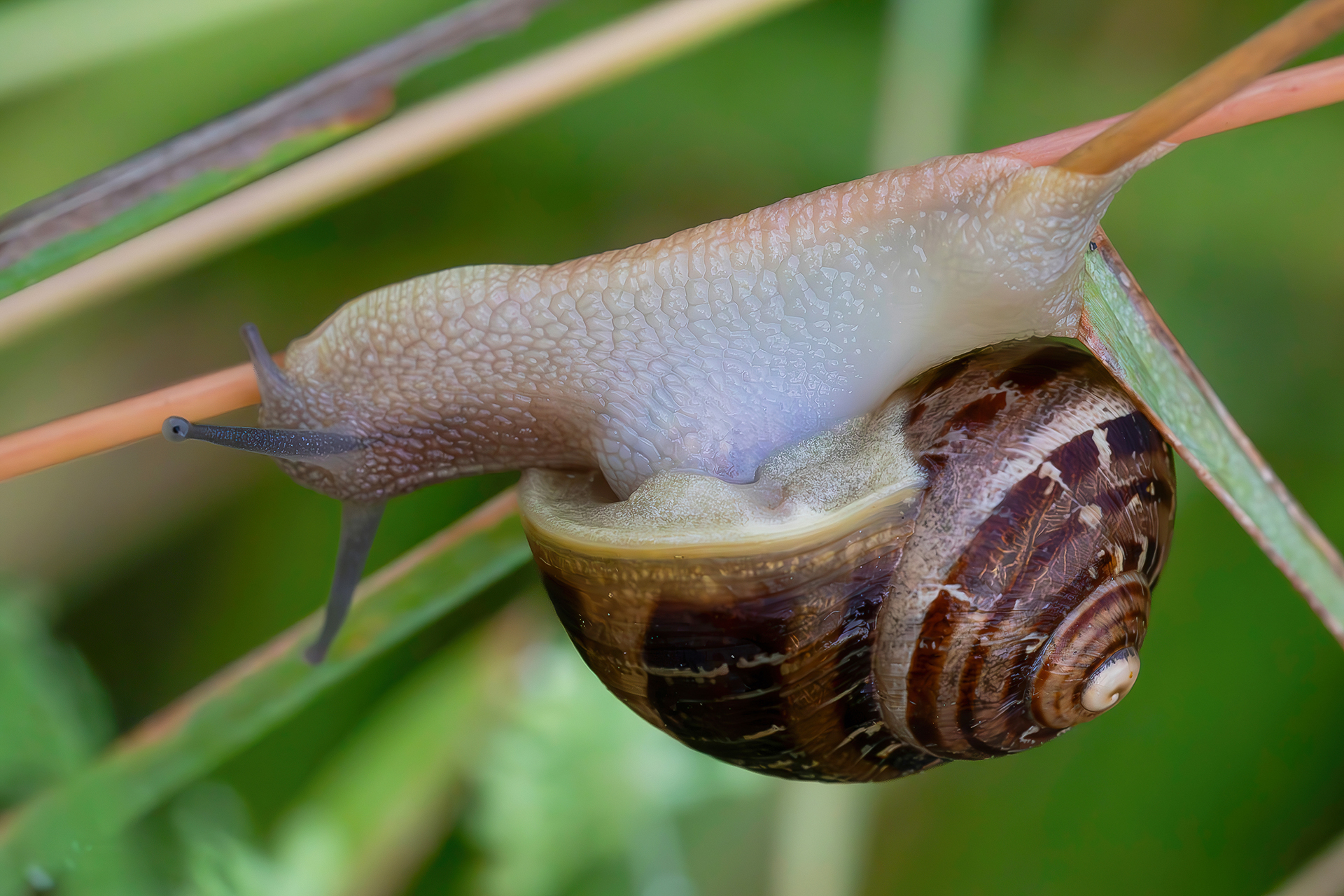 Snail