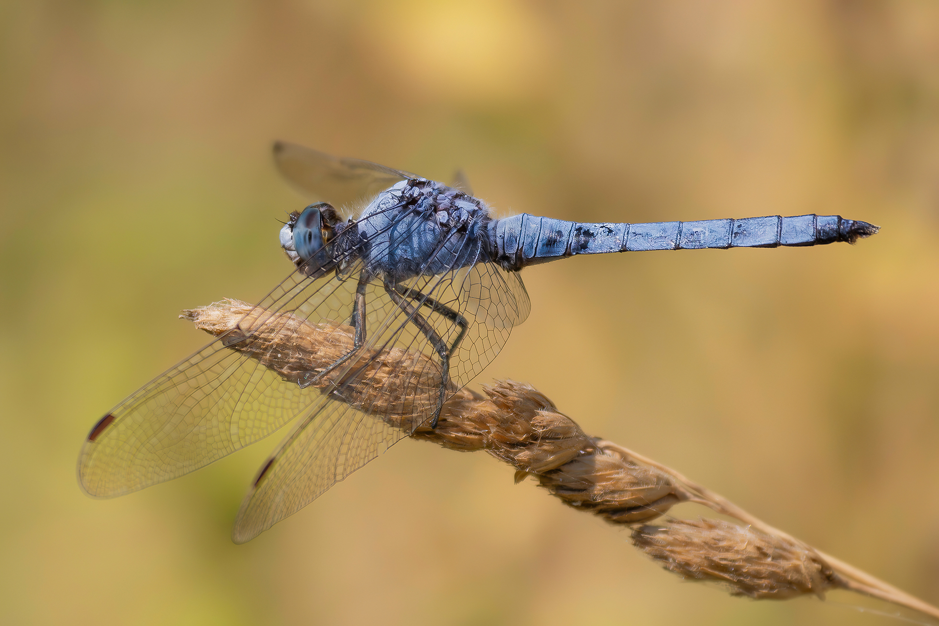Orthetrum brunneum