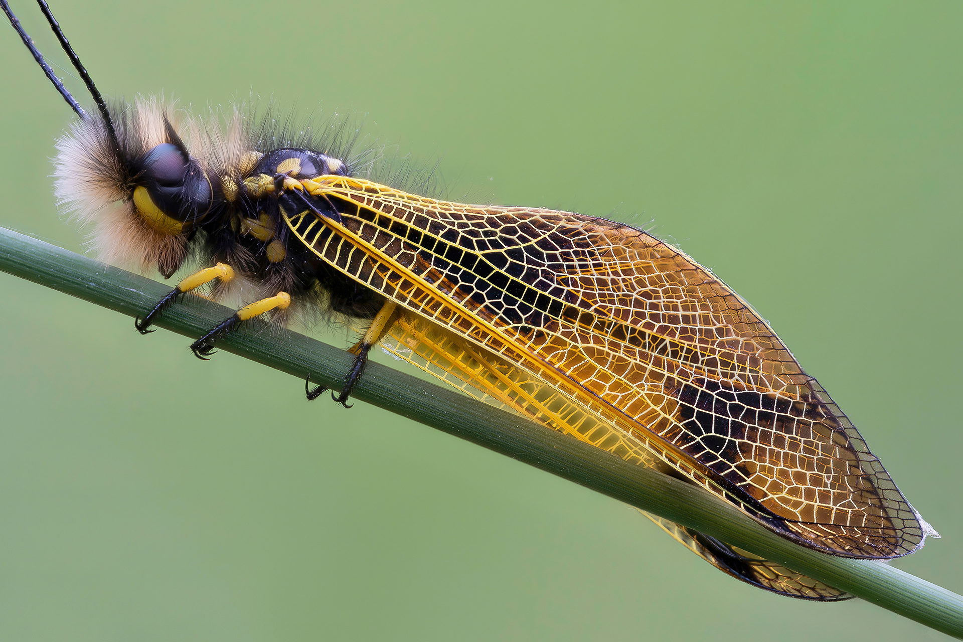 Libelloides longicornis