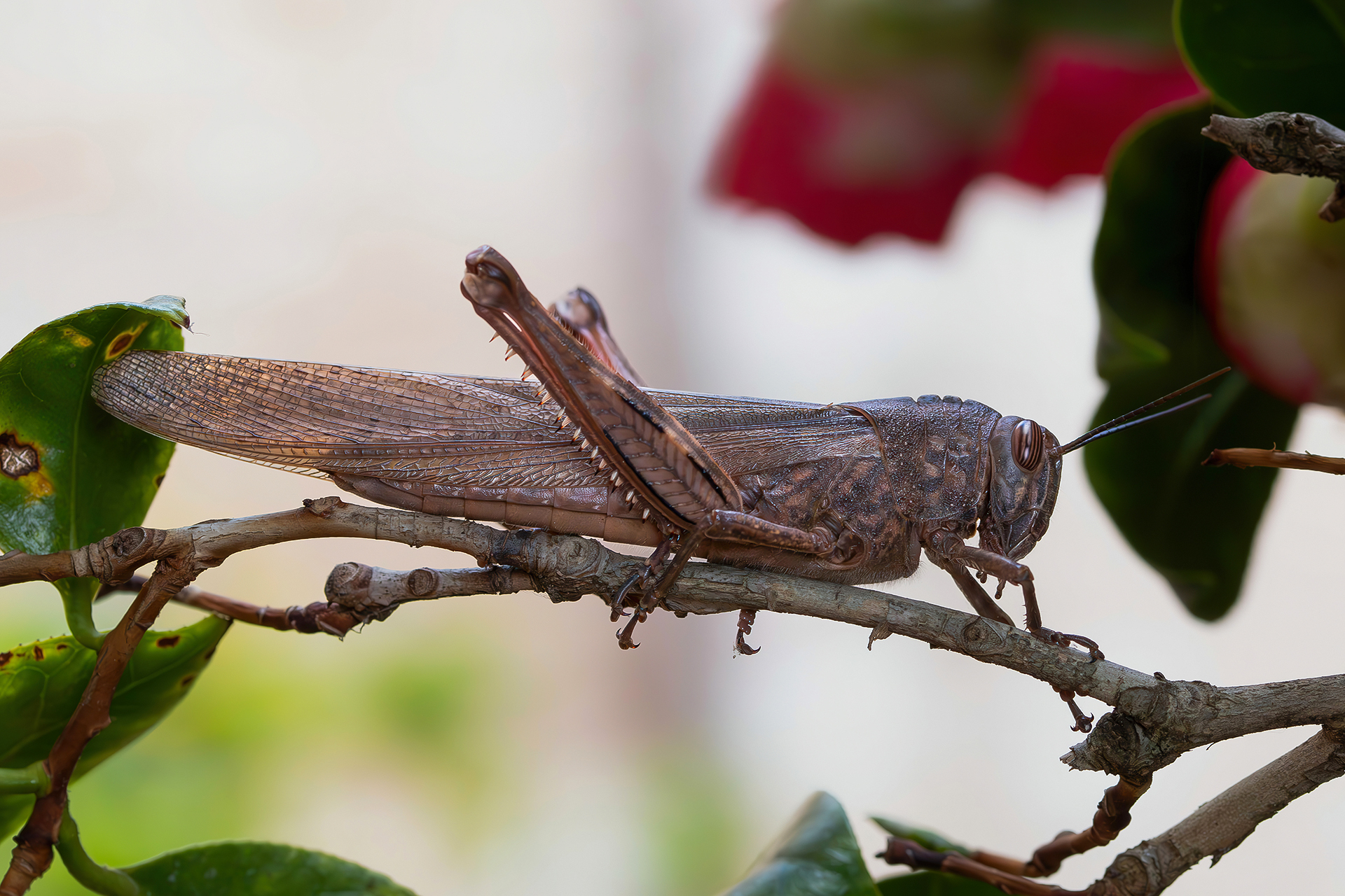 Anacridium aegyptium (Egyptian locust)