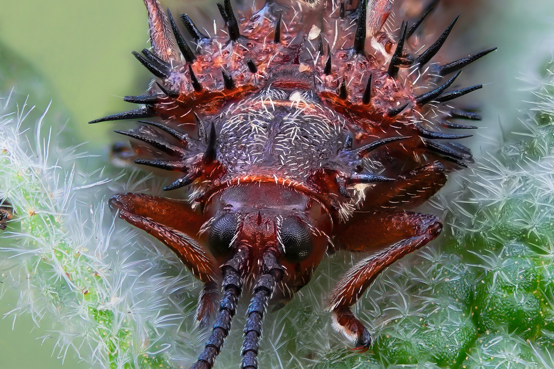 Female testaceous dicladispa