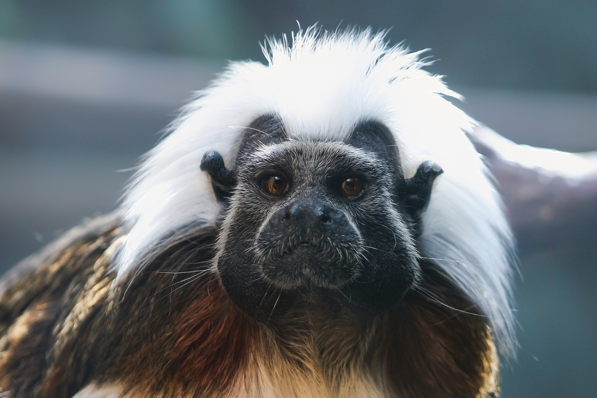 Oedipus tamarin