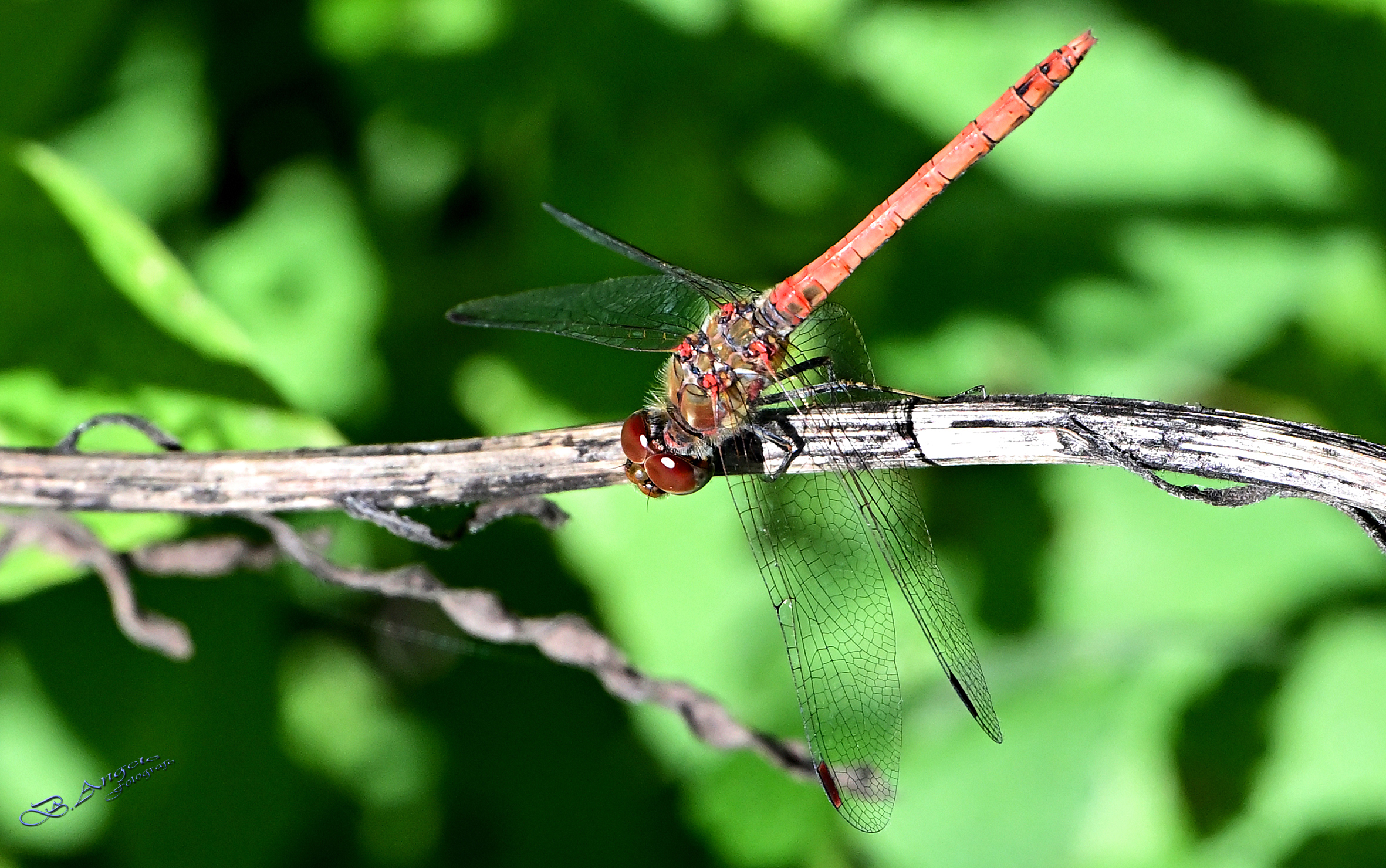 Libellula (Sympetrum fonscolombii)