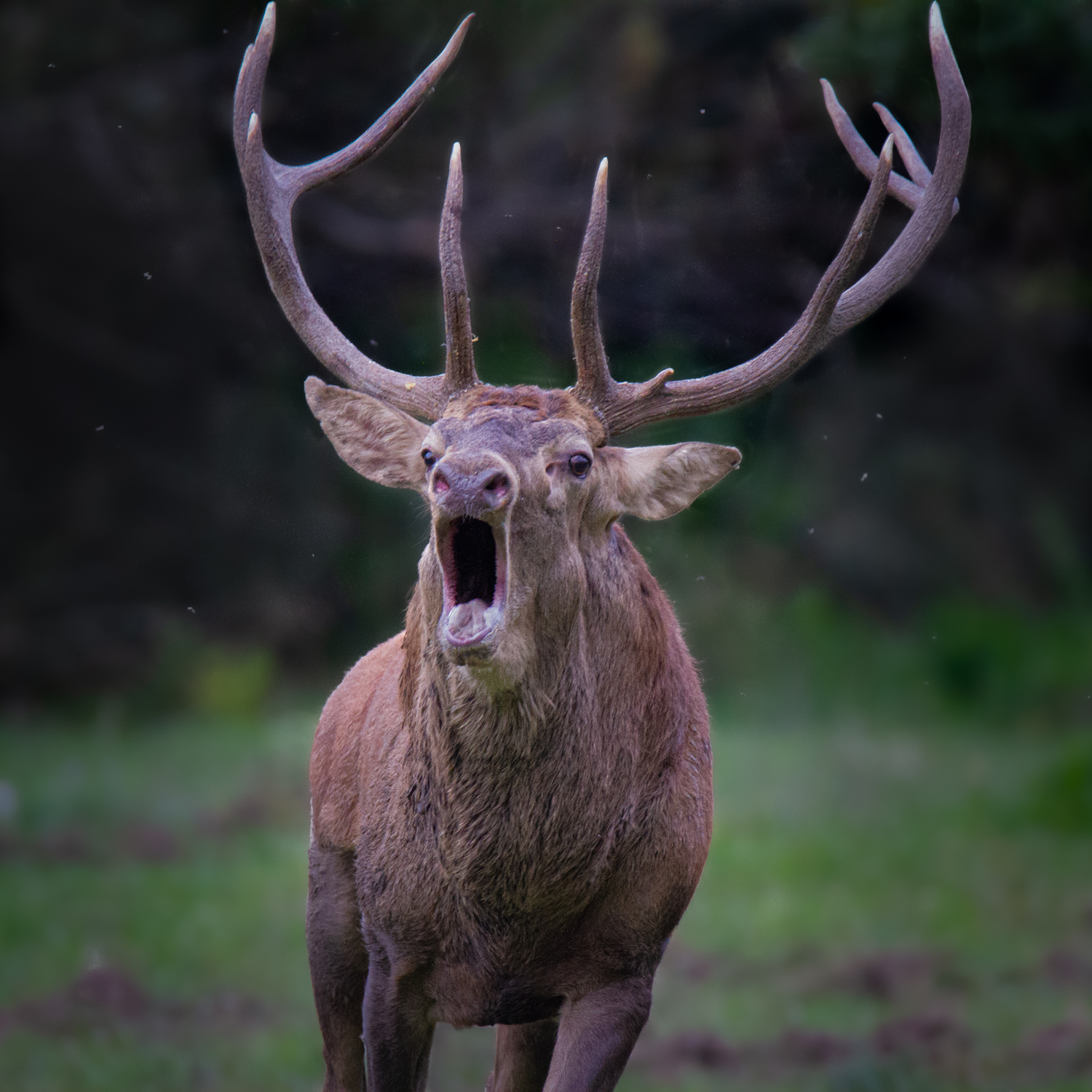 The majestic roar of the deer