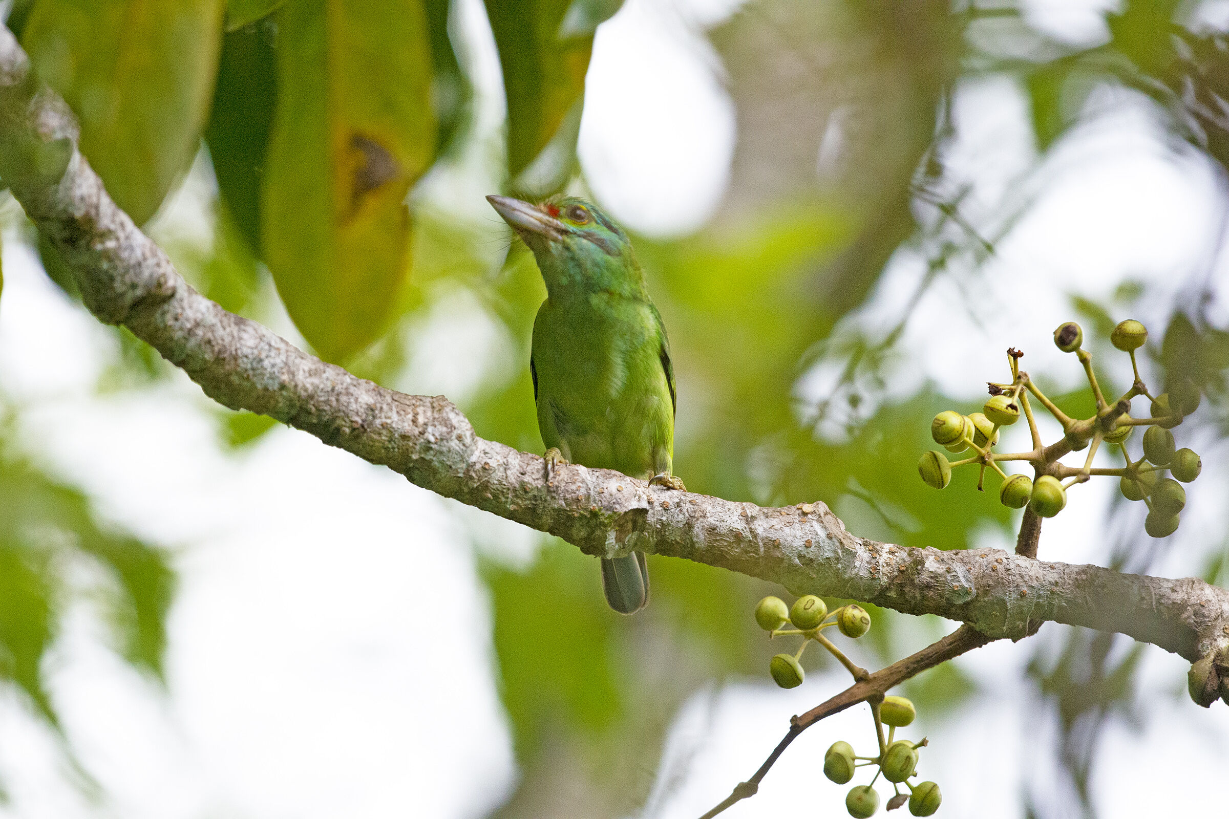 Barbuto orecchie verdi - Tailandia