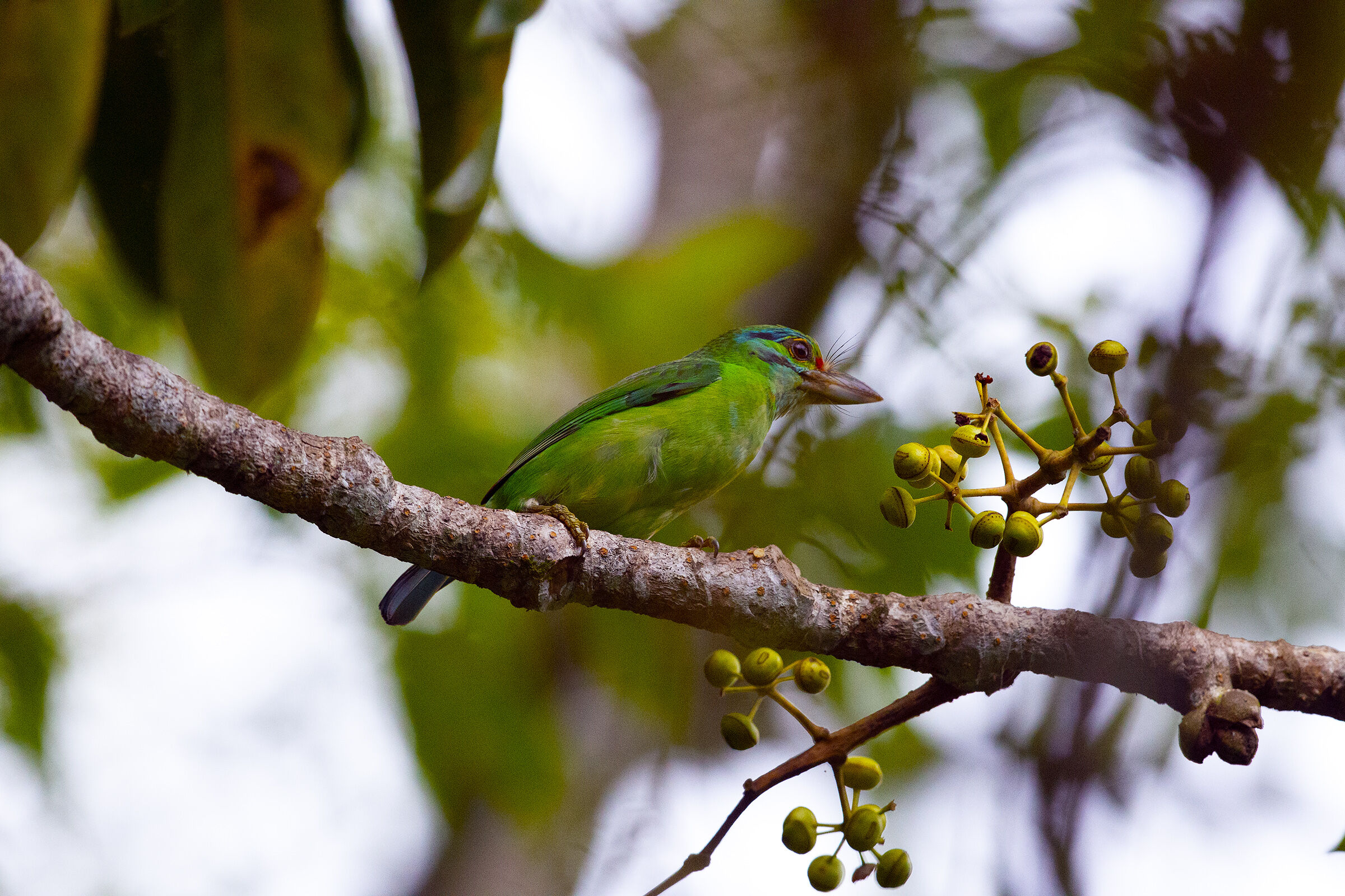 Barbuto orecchie verdi - Tailandia