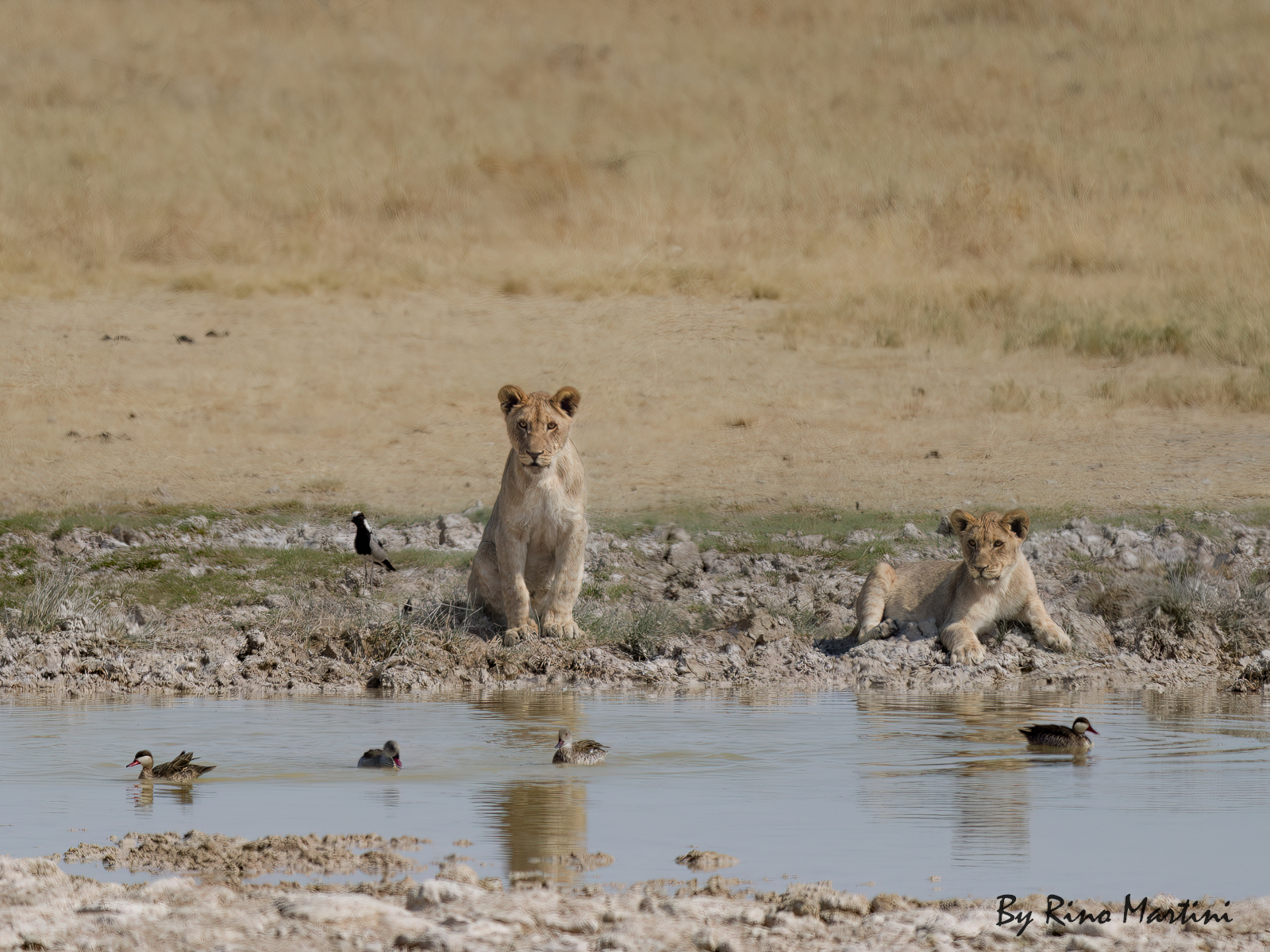 Little Lions Grow Up