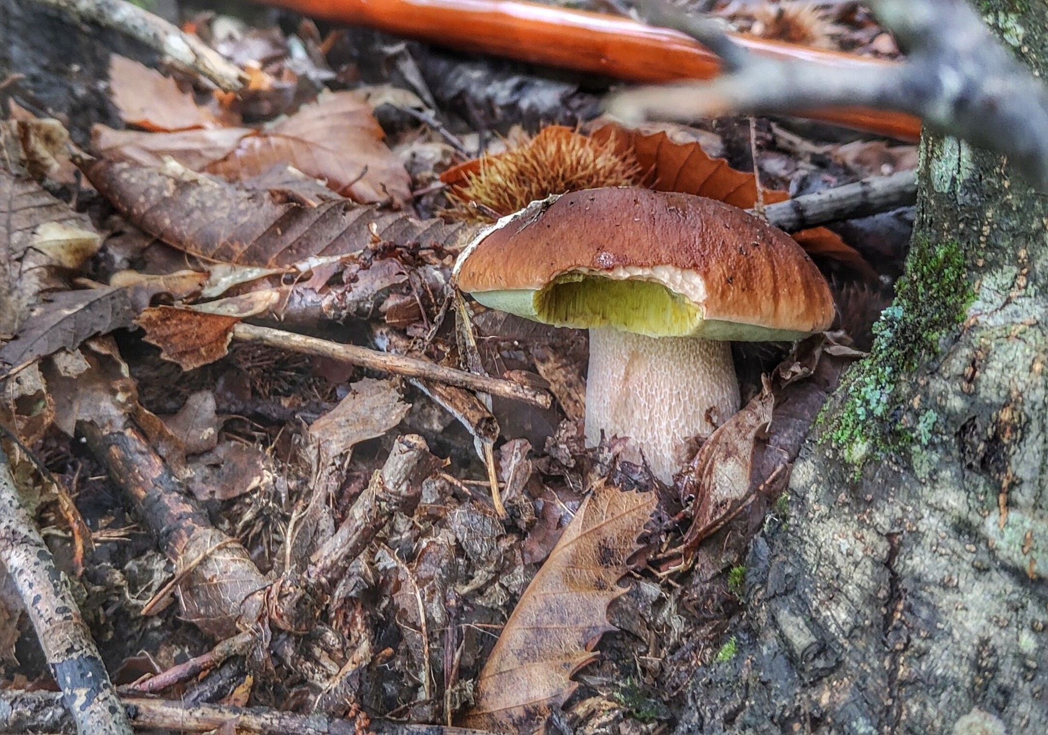 boletus