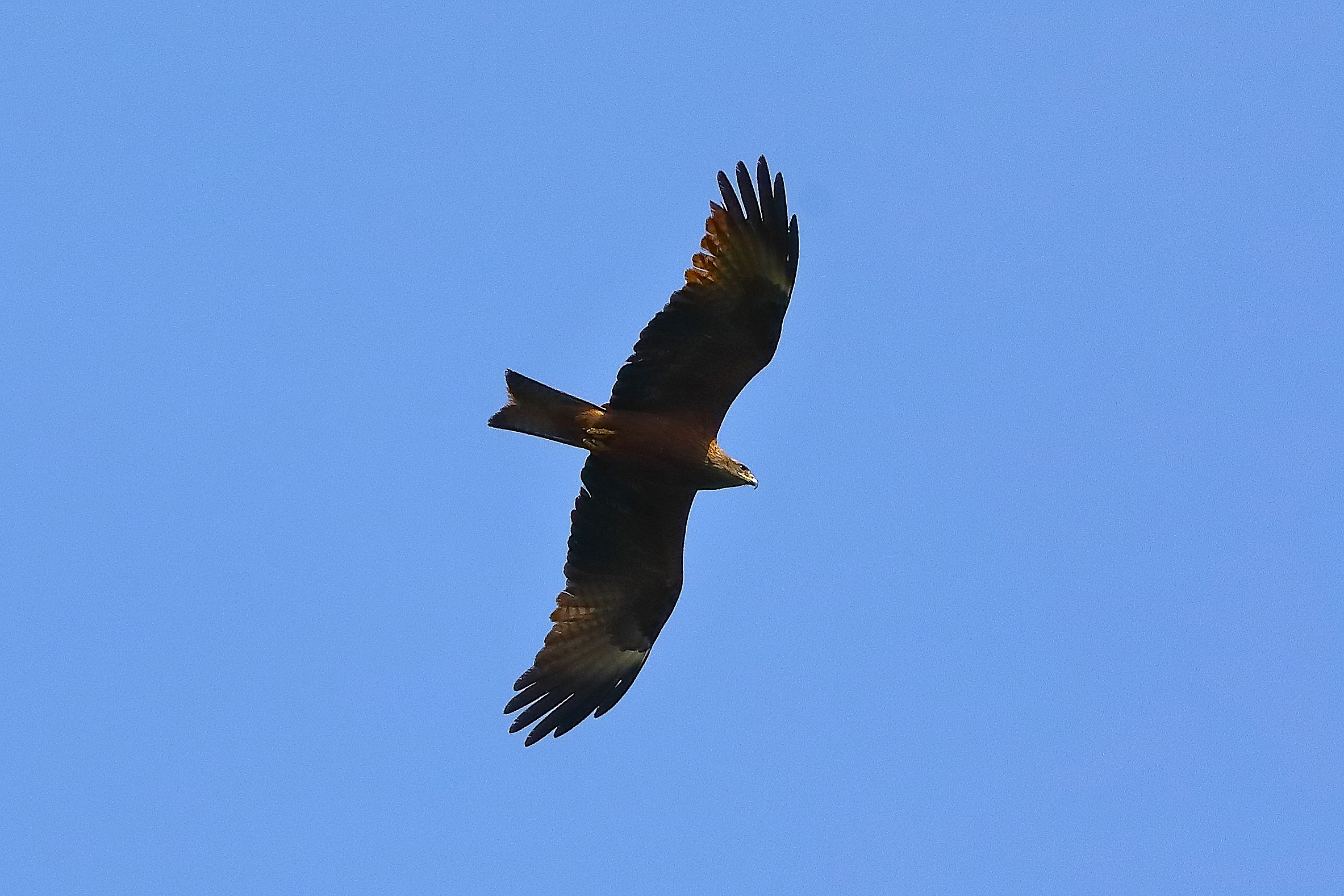 Nibbio bruno 30 aprile 2024 - 0075