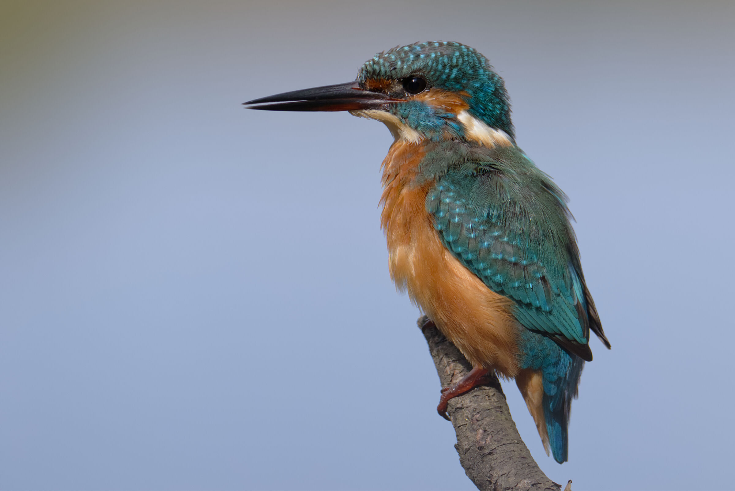 Kingfisher