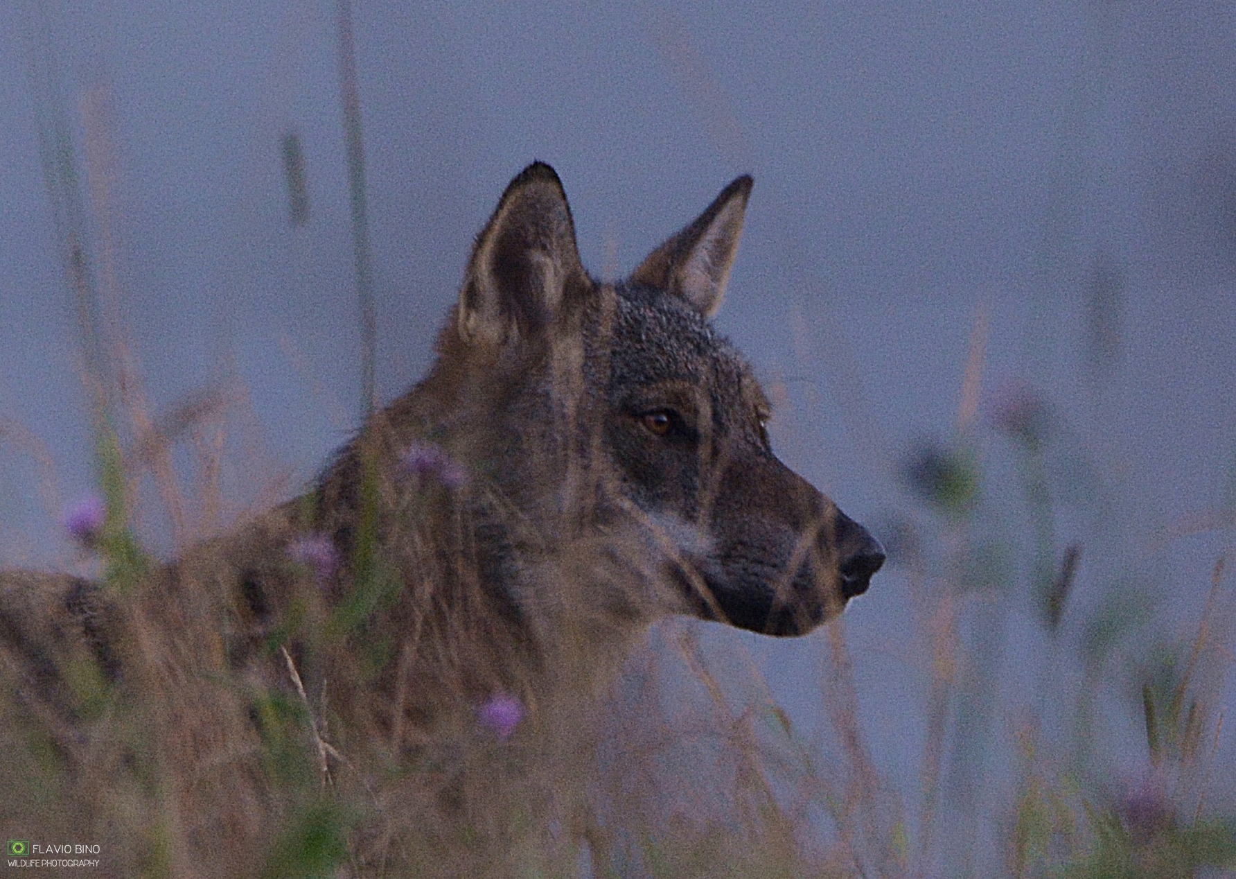 Wolf