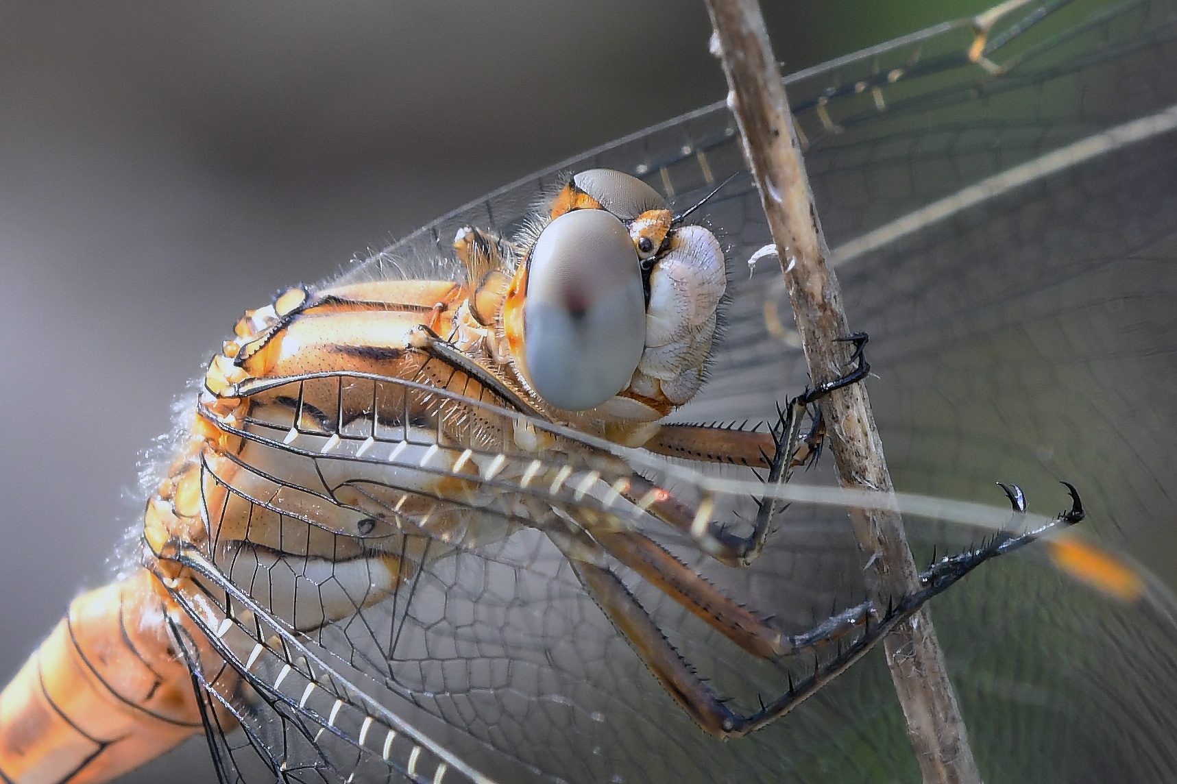 Female Red arrow (Crocothemis erythtraea)