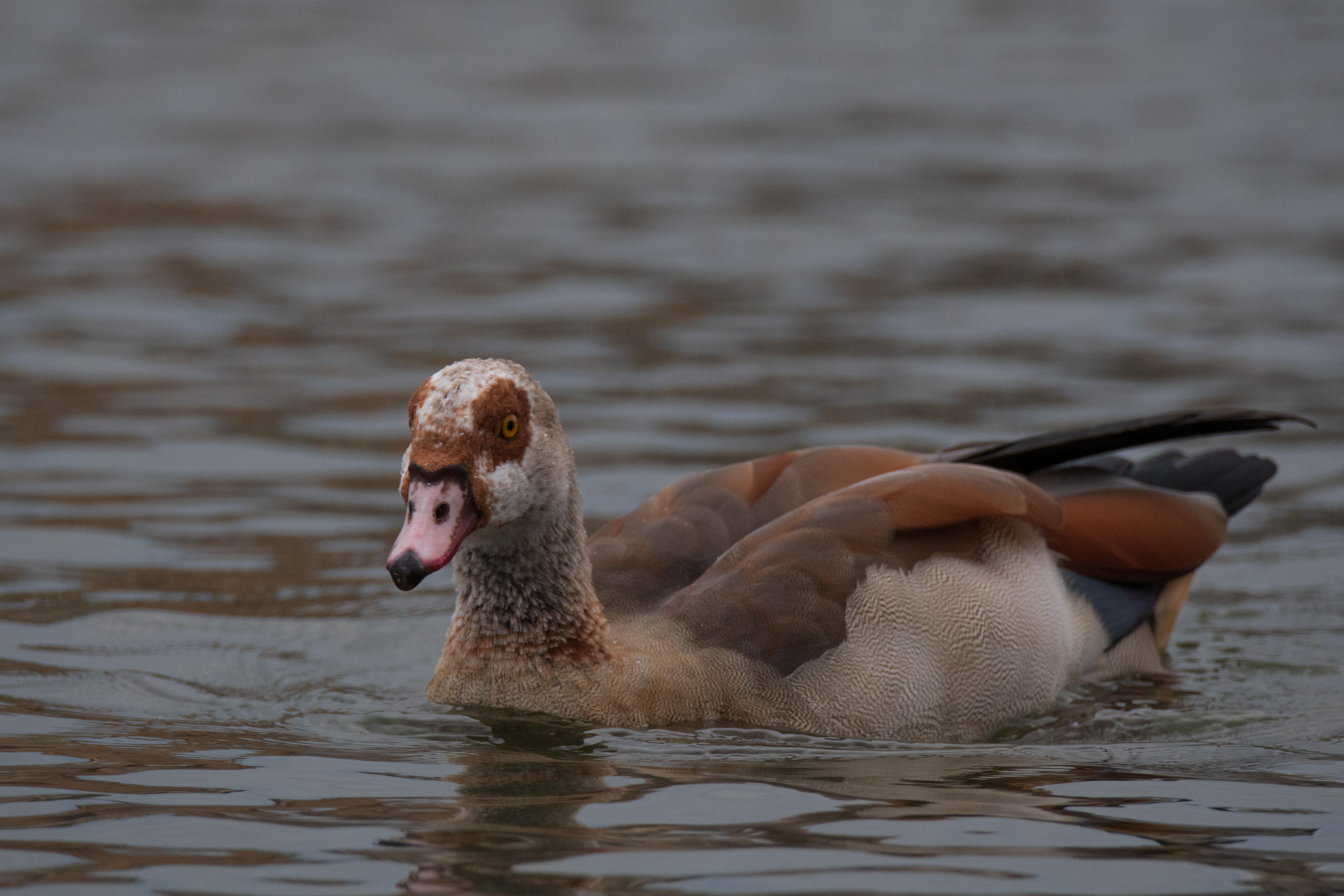 Egyptian Goose
