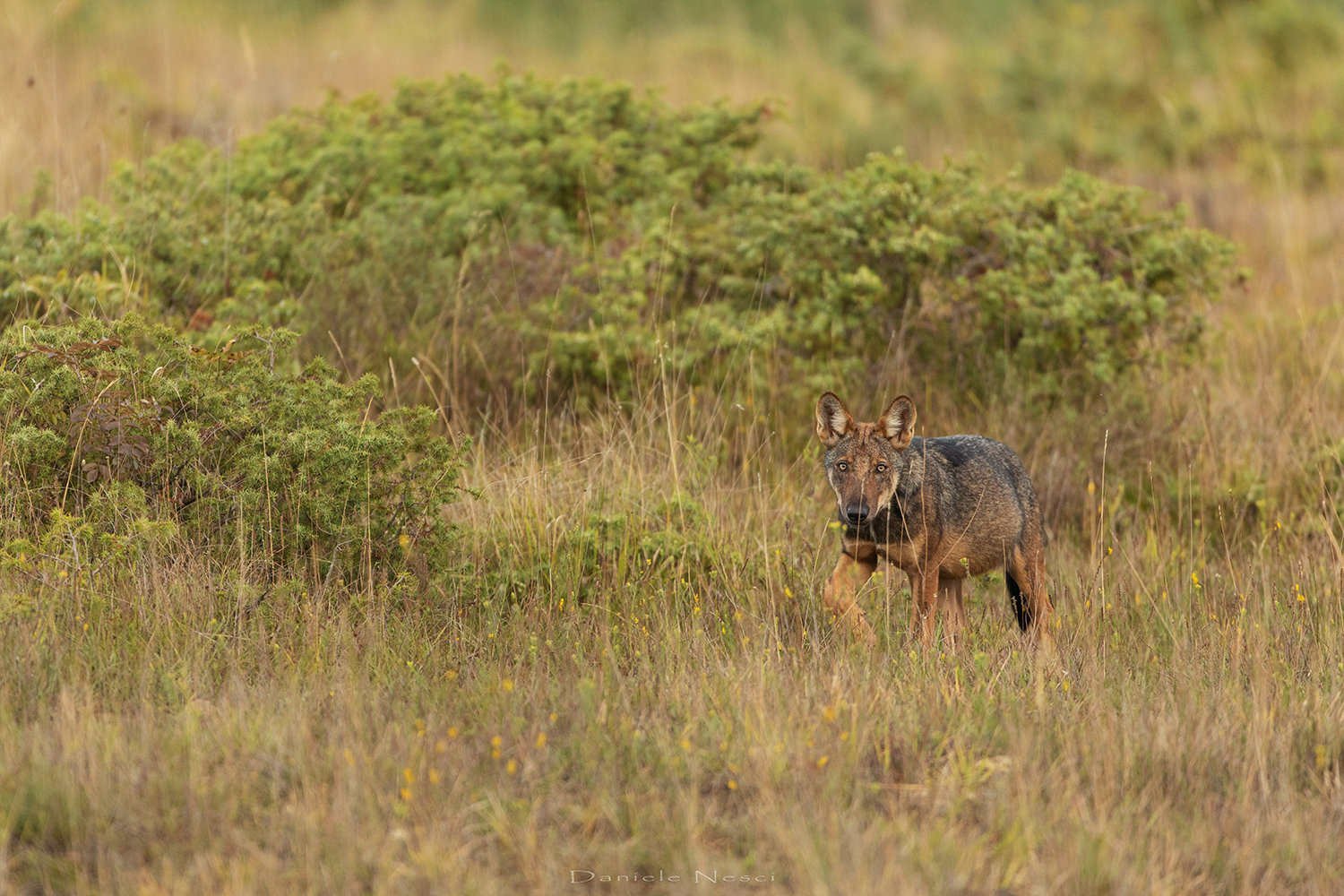 Far from the den