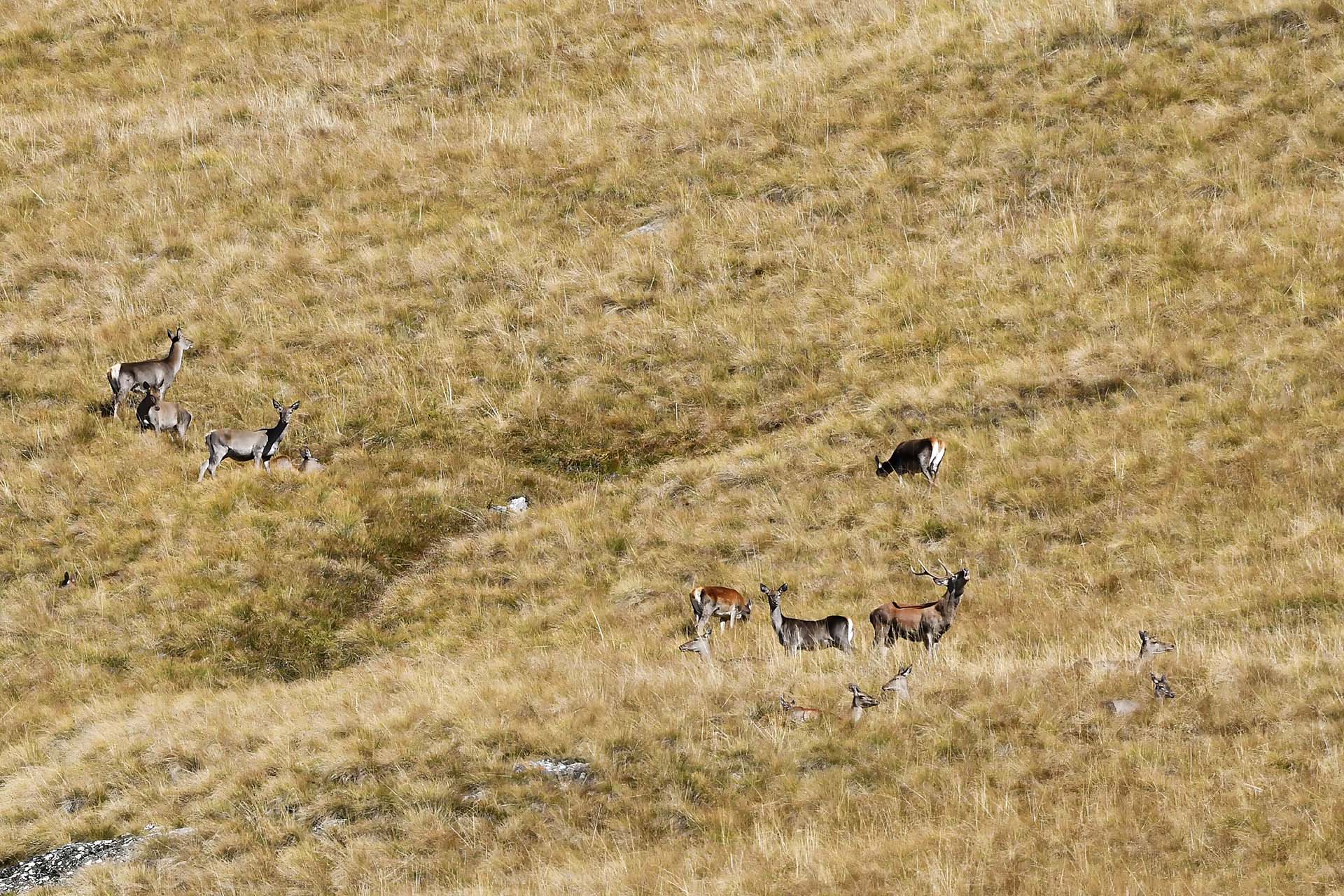 Deer bellowing with its harem