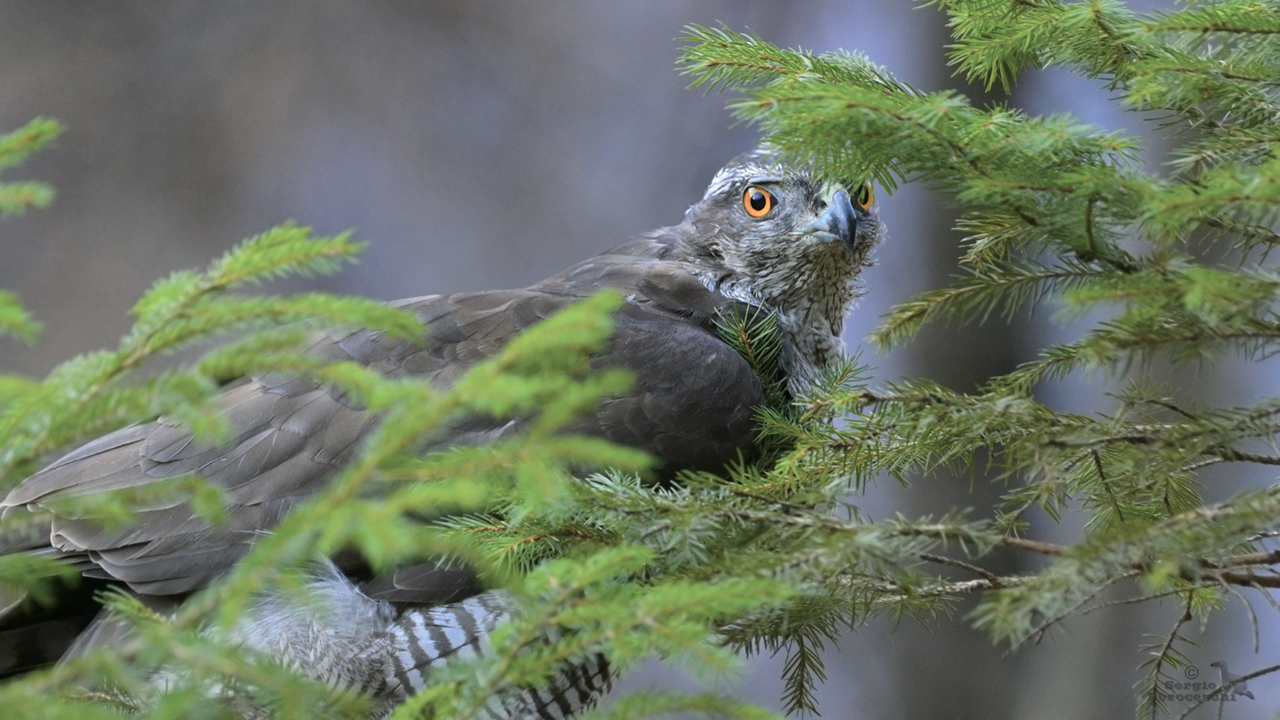 Goshawk