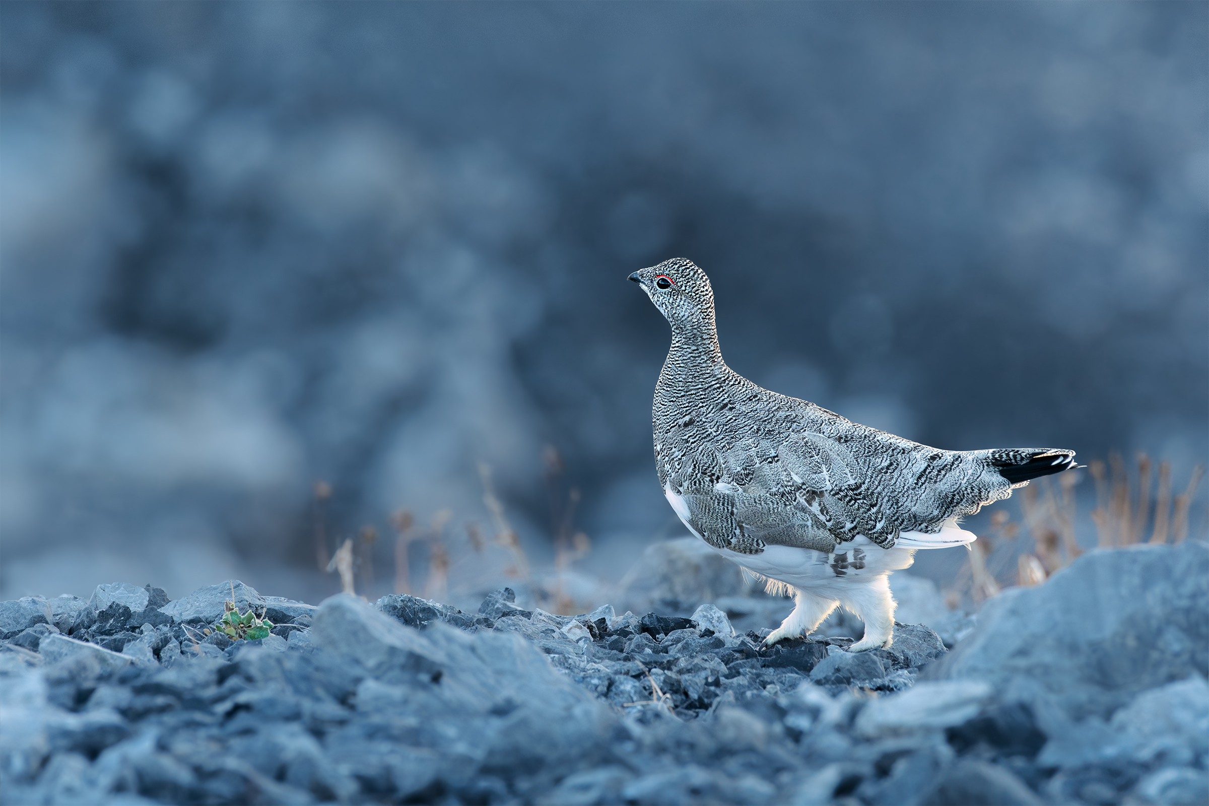 Ptarmigan