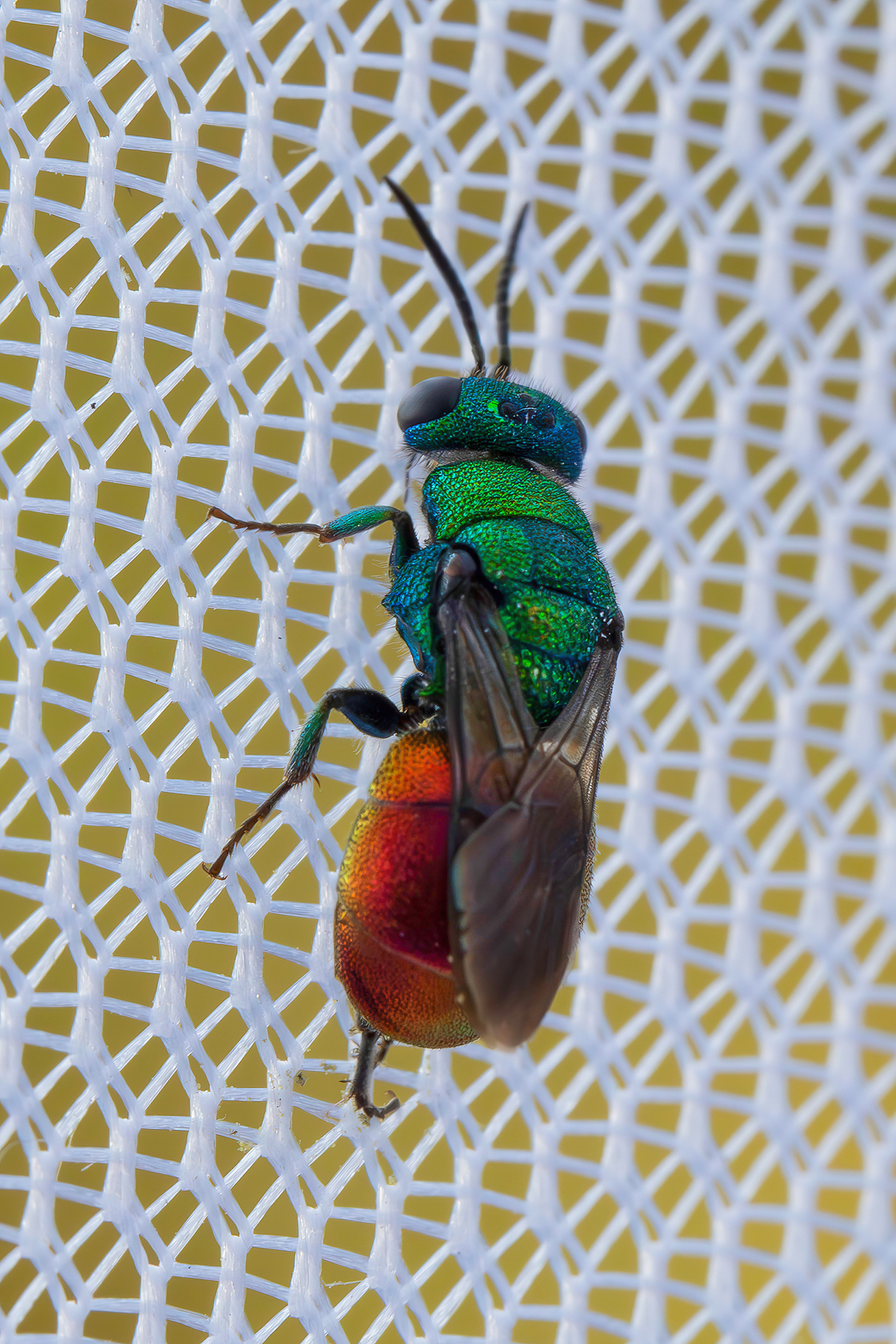 Chrysididae sp. z o.o.