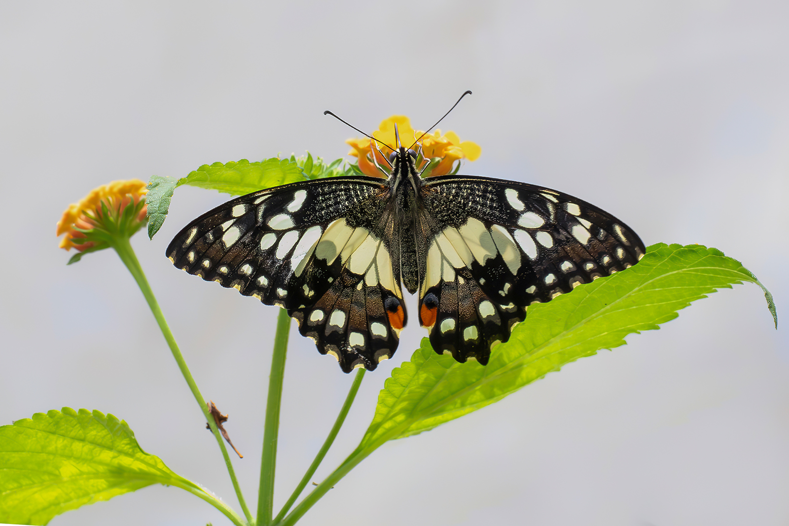 Papilio demoleus