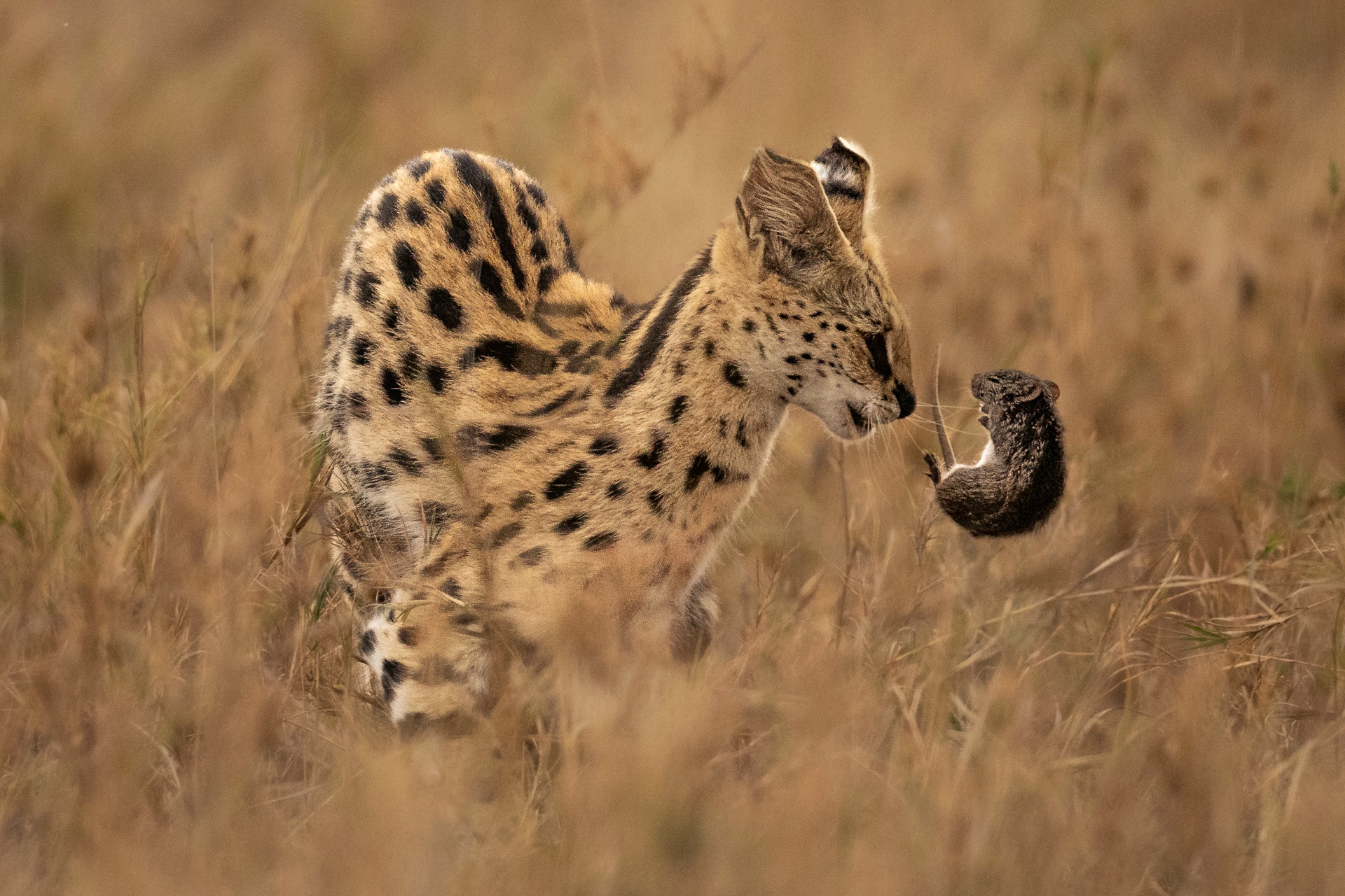 Serval e preda