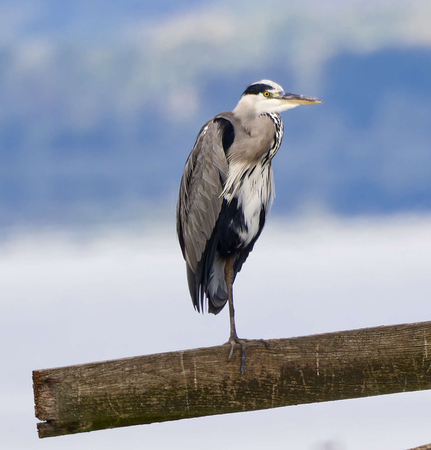 Grey Heron