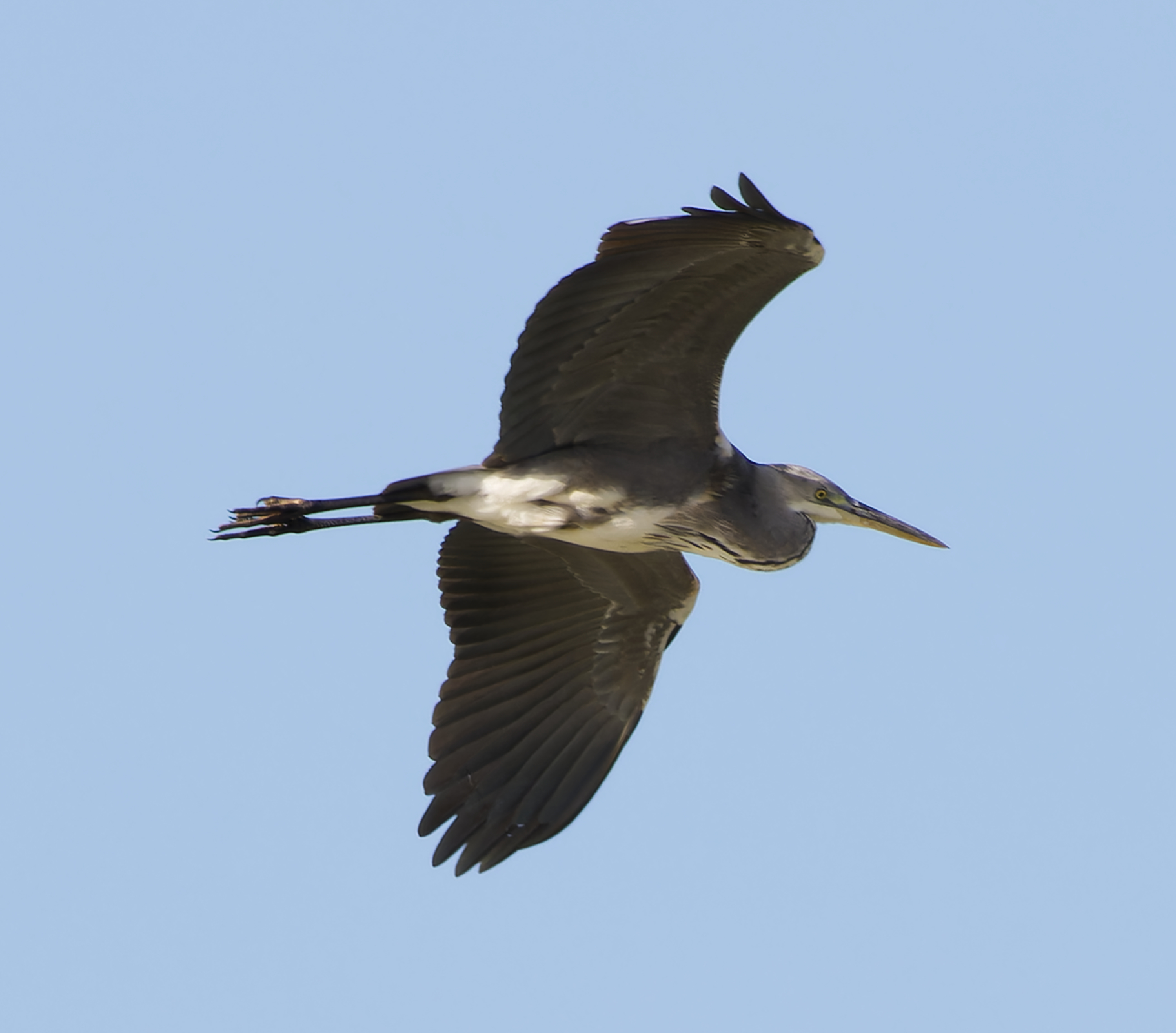 Grey Heron