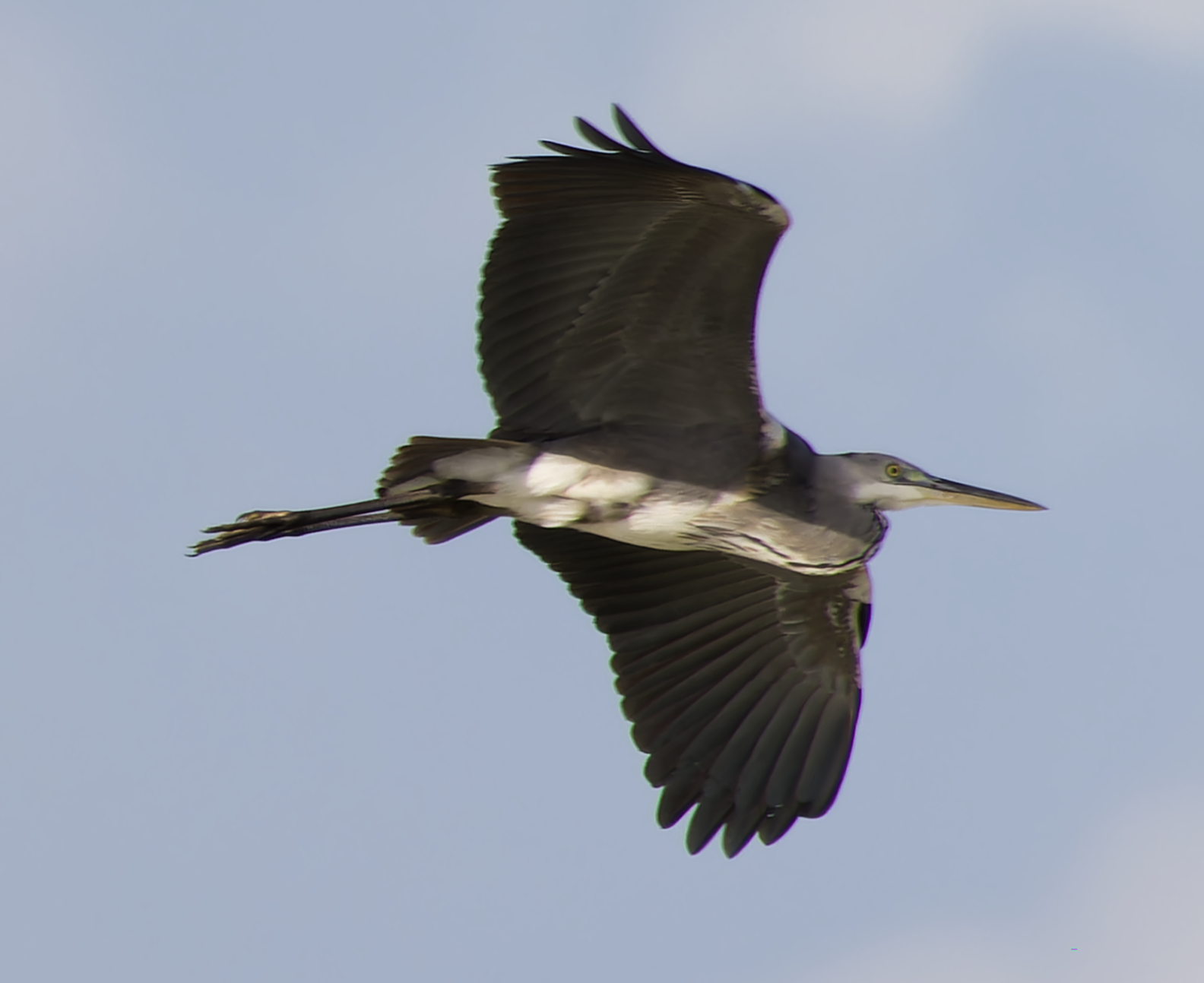 Grey Heron