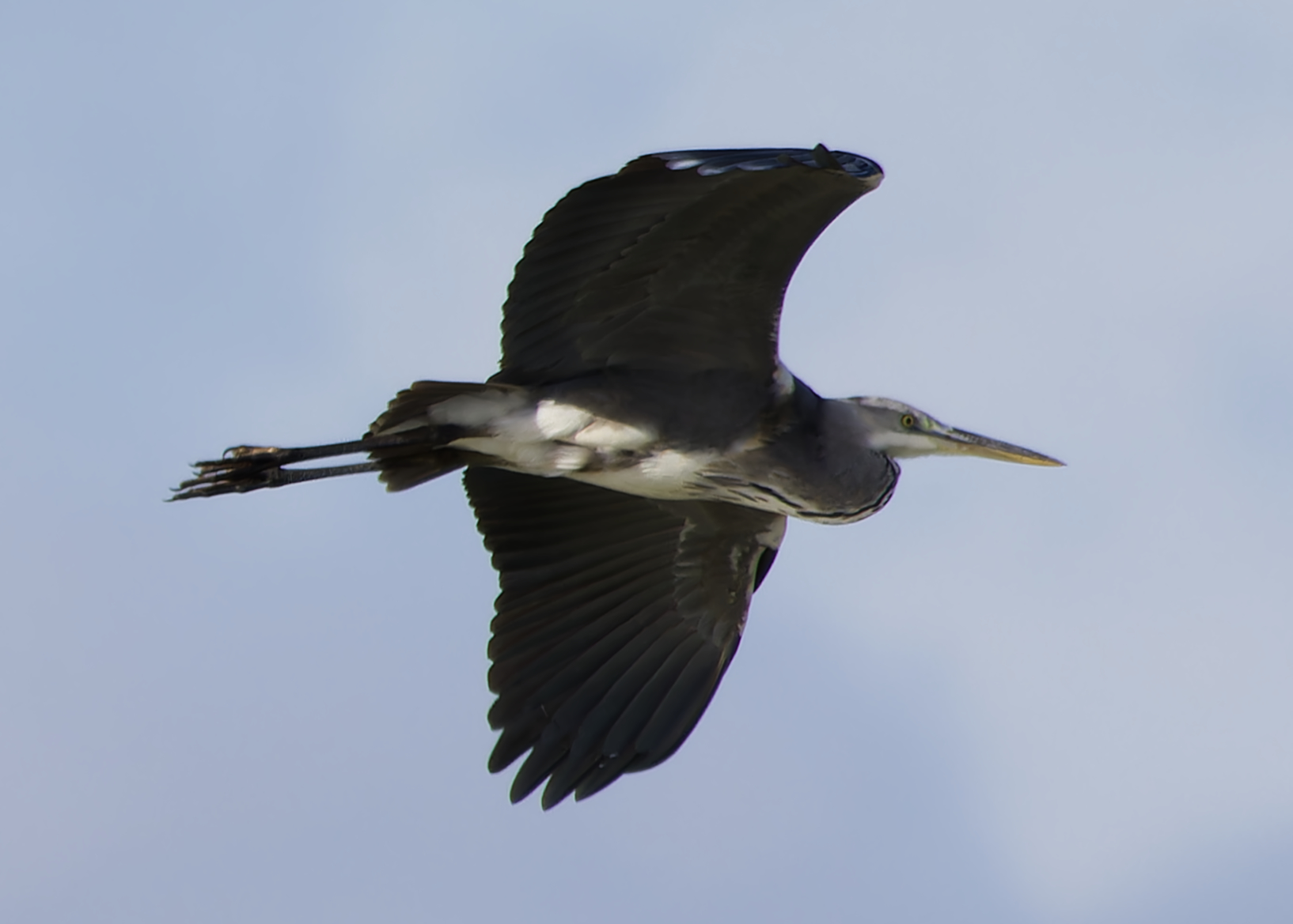 Grey Heron