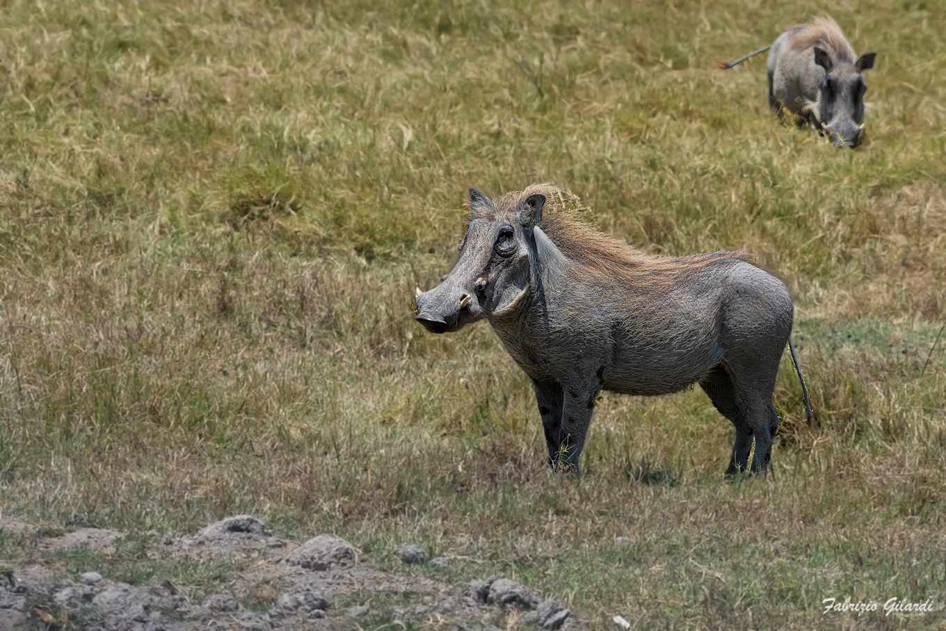 Phacochoerus africanus (Facocero)