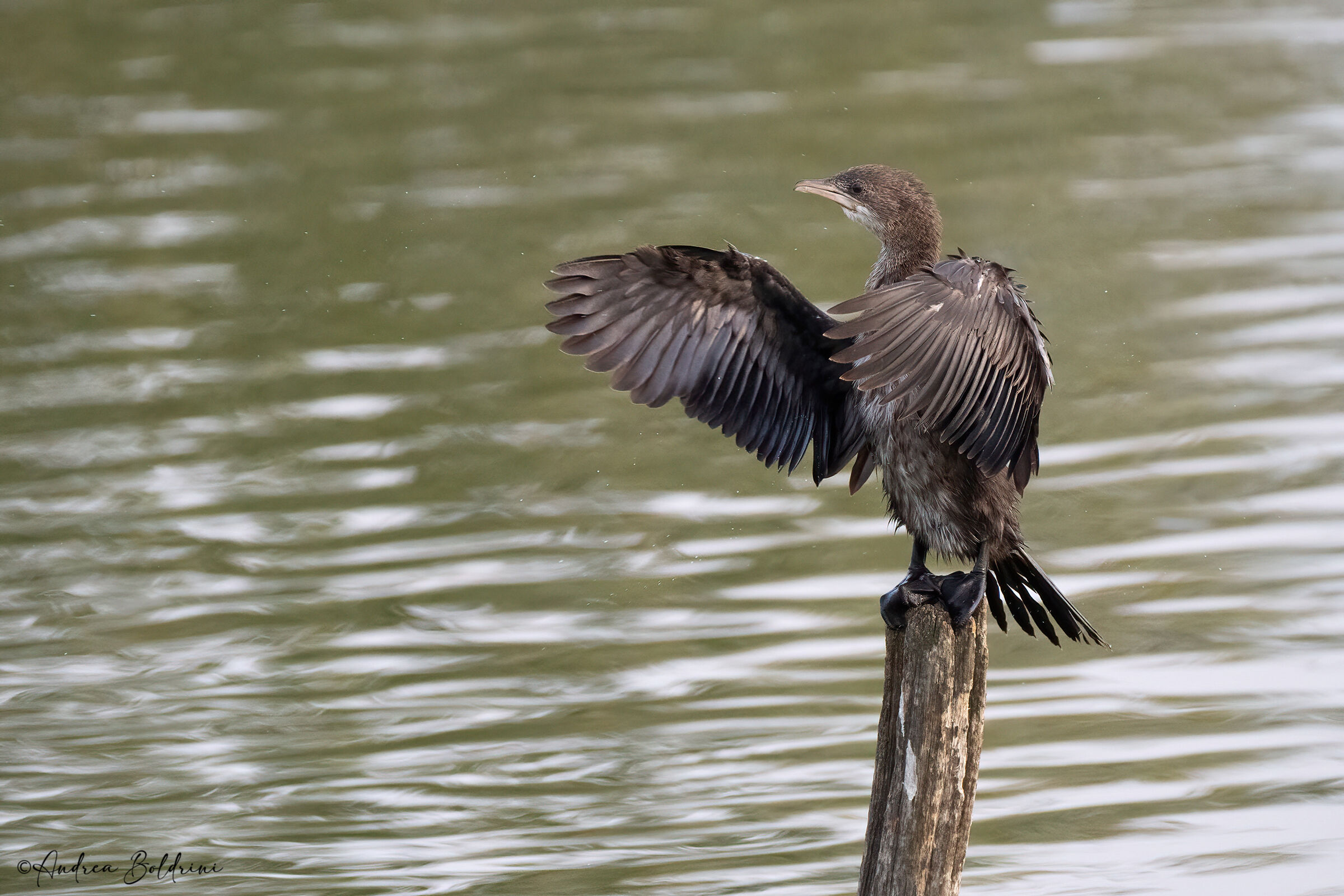 Cormorant