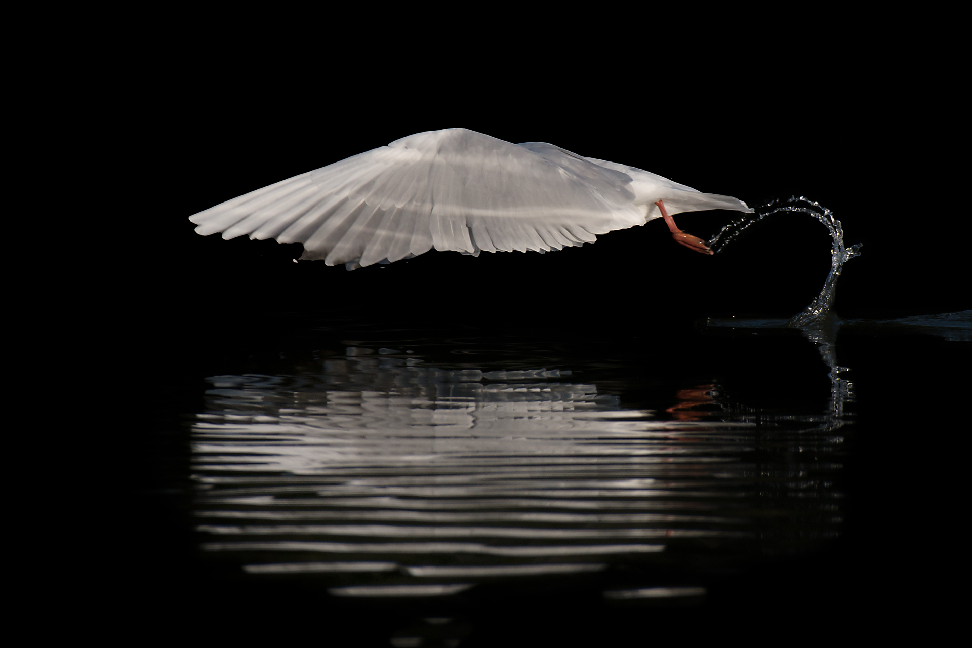 Black-headed gull