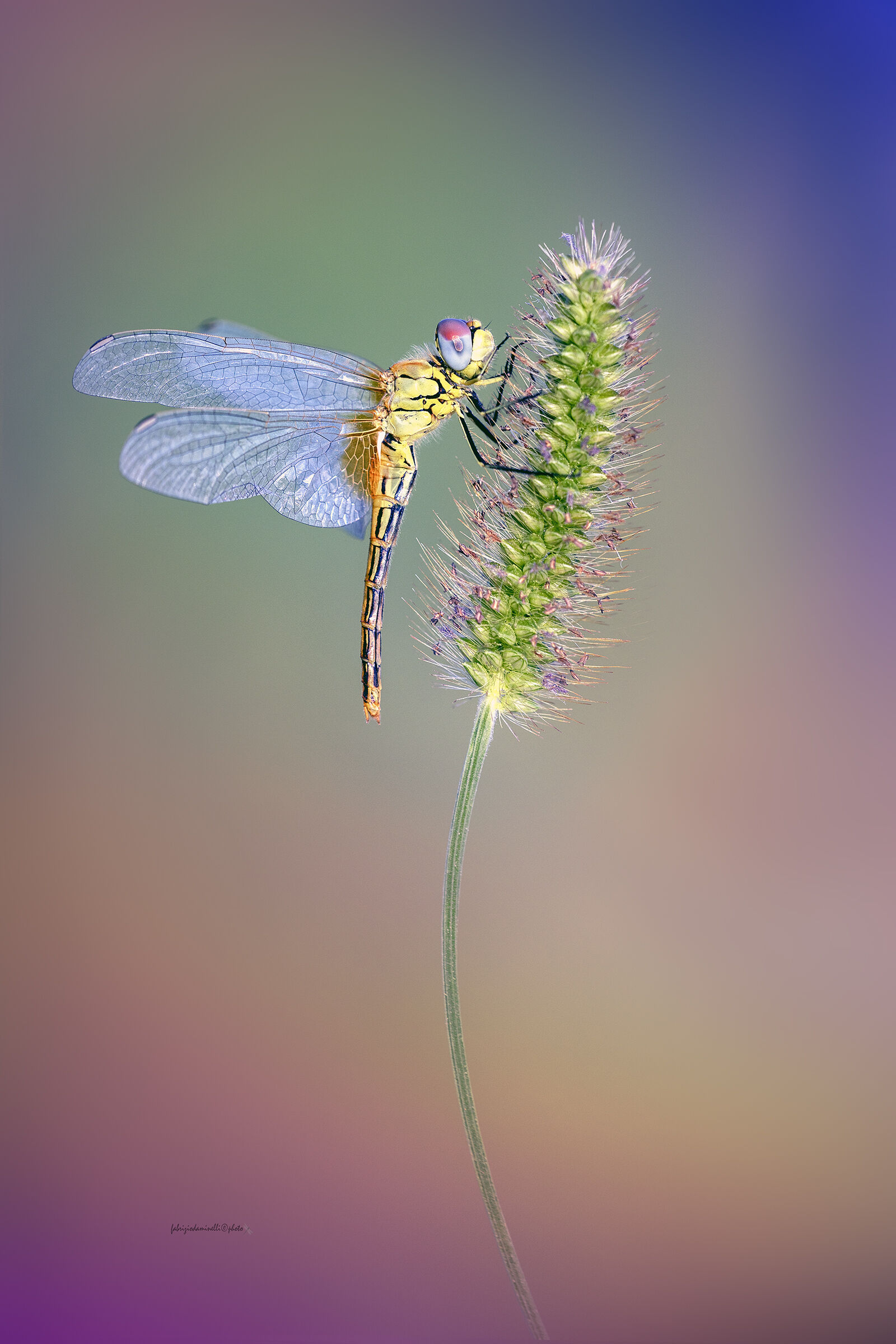 Sympetrum fonscolombii