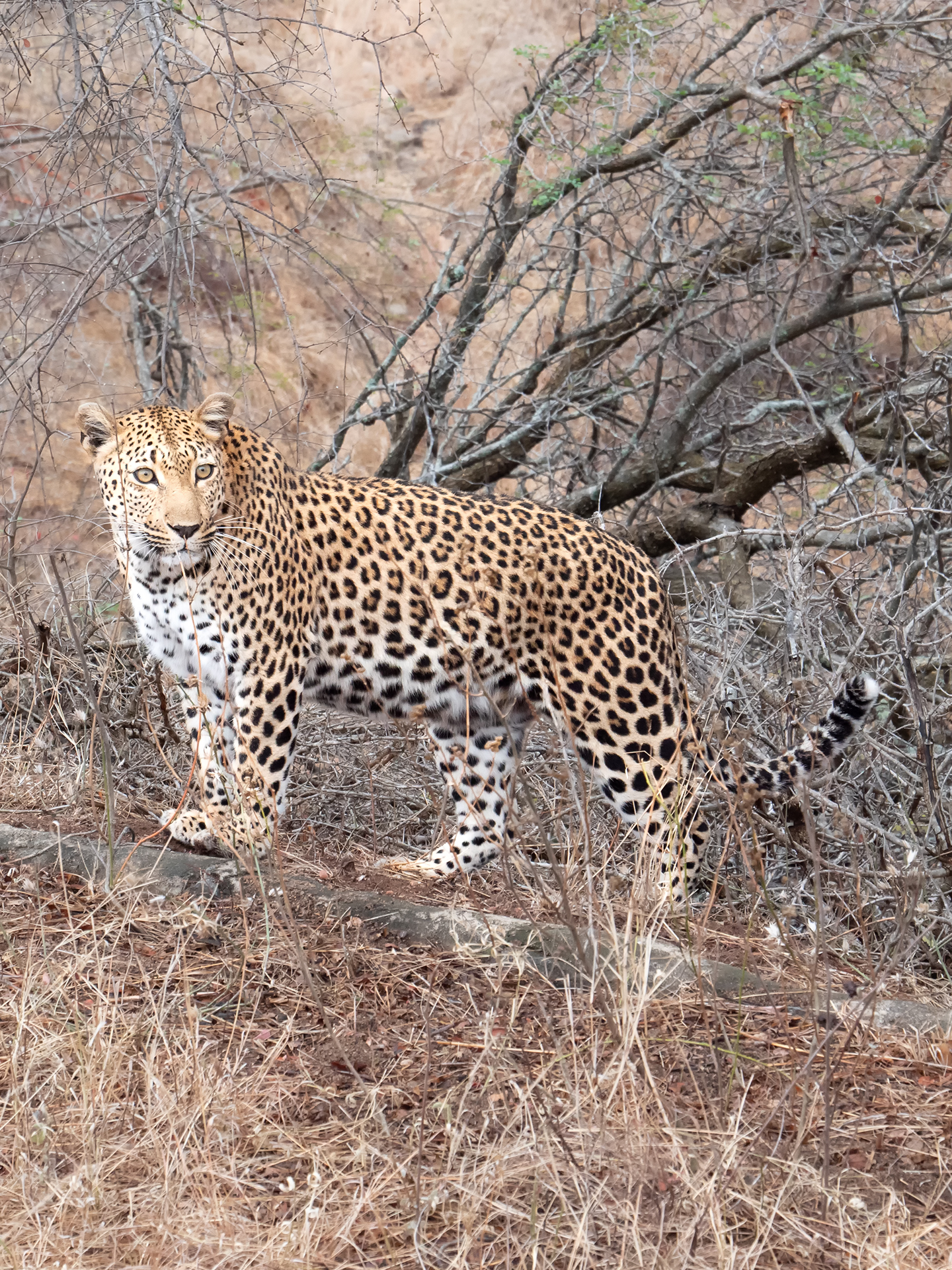 Pure elegance Kruger Park South Africa